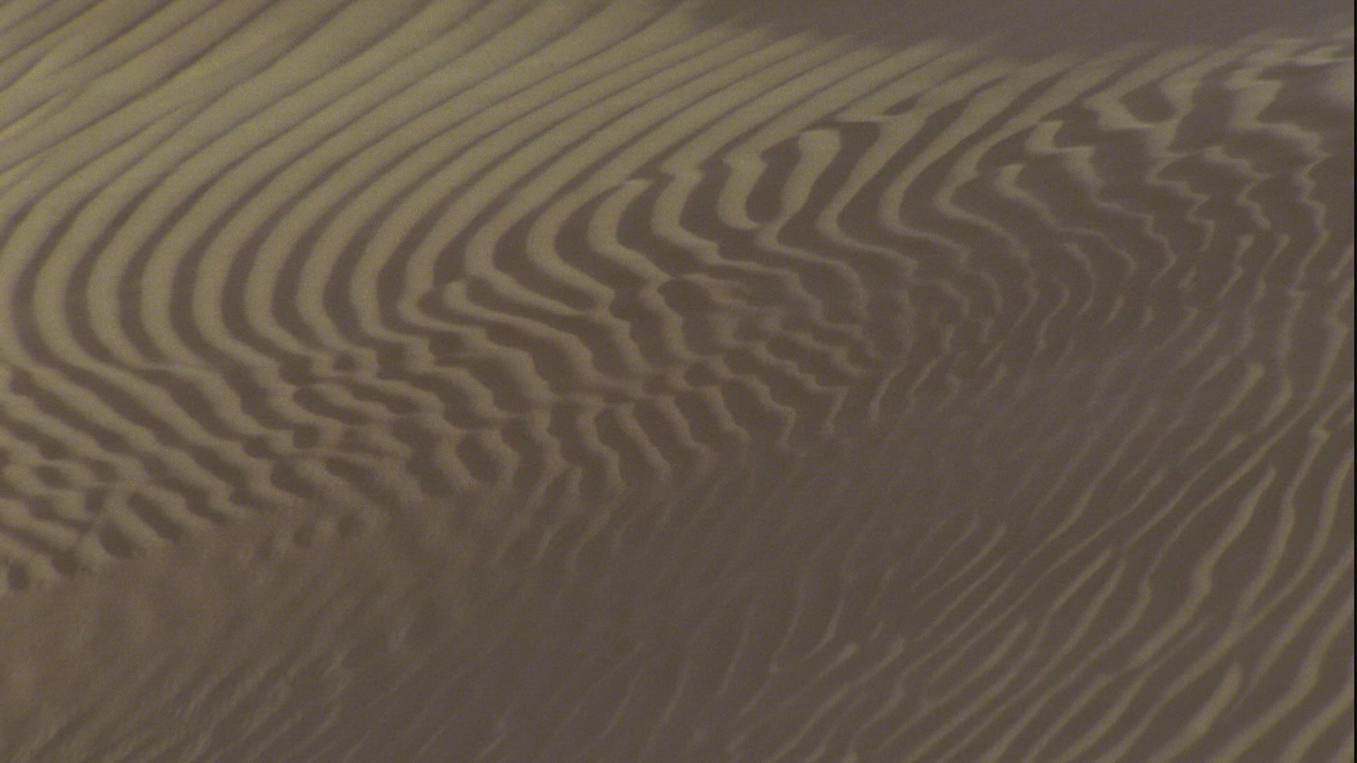240965002 / Sandfish / Sahara / Africa