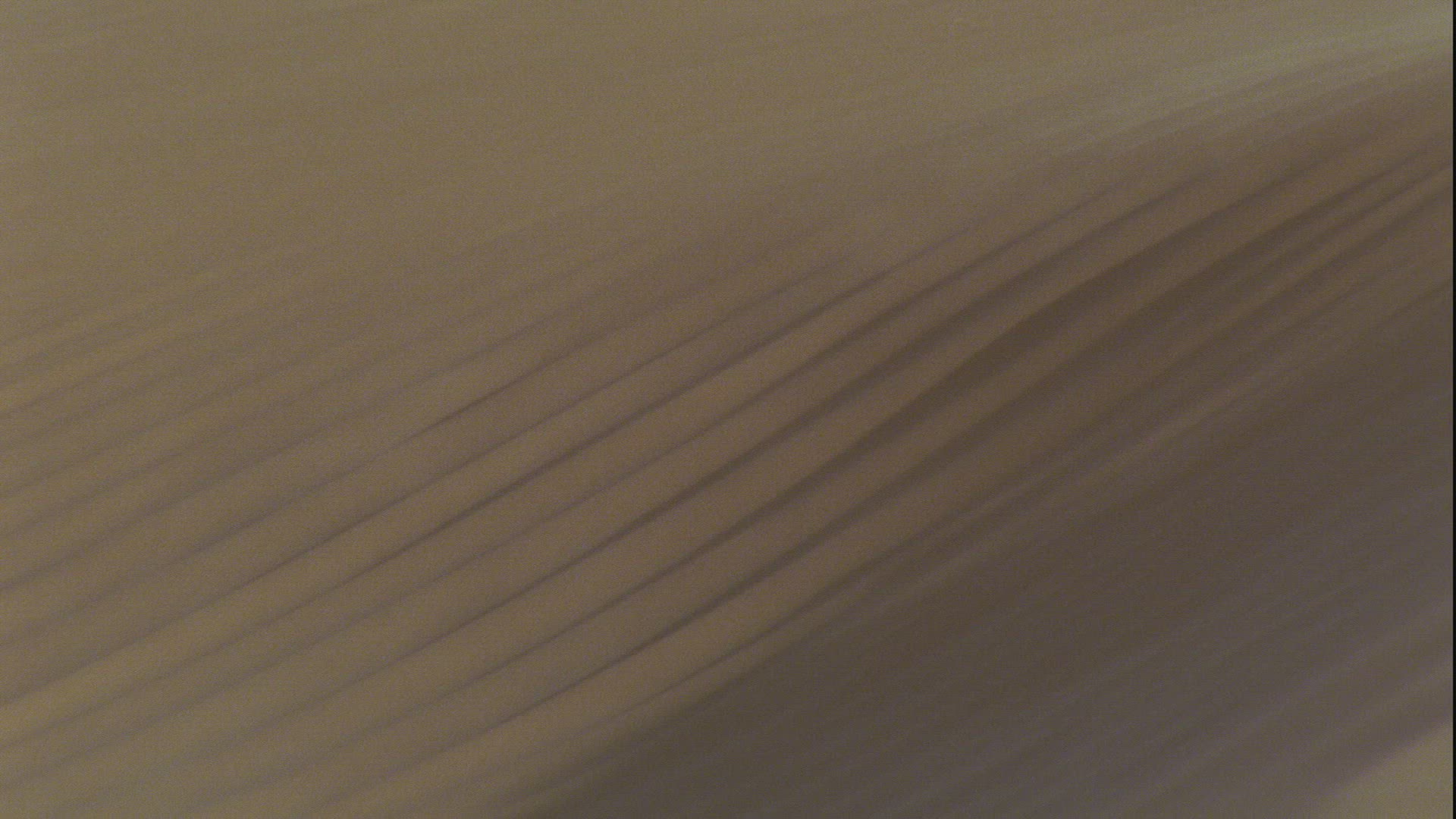 498515155 / Sandfish / Sahara / Africa