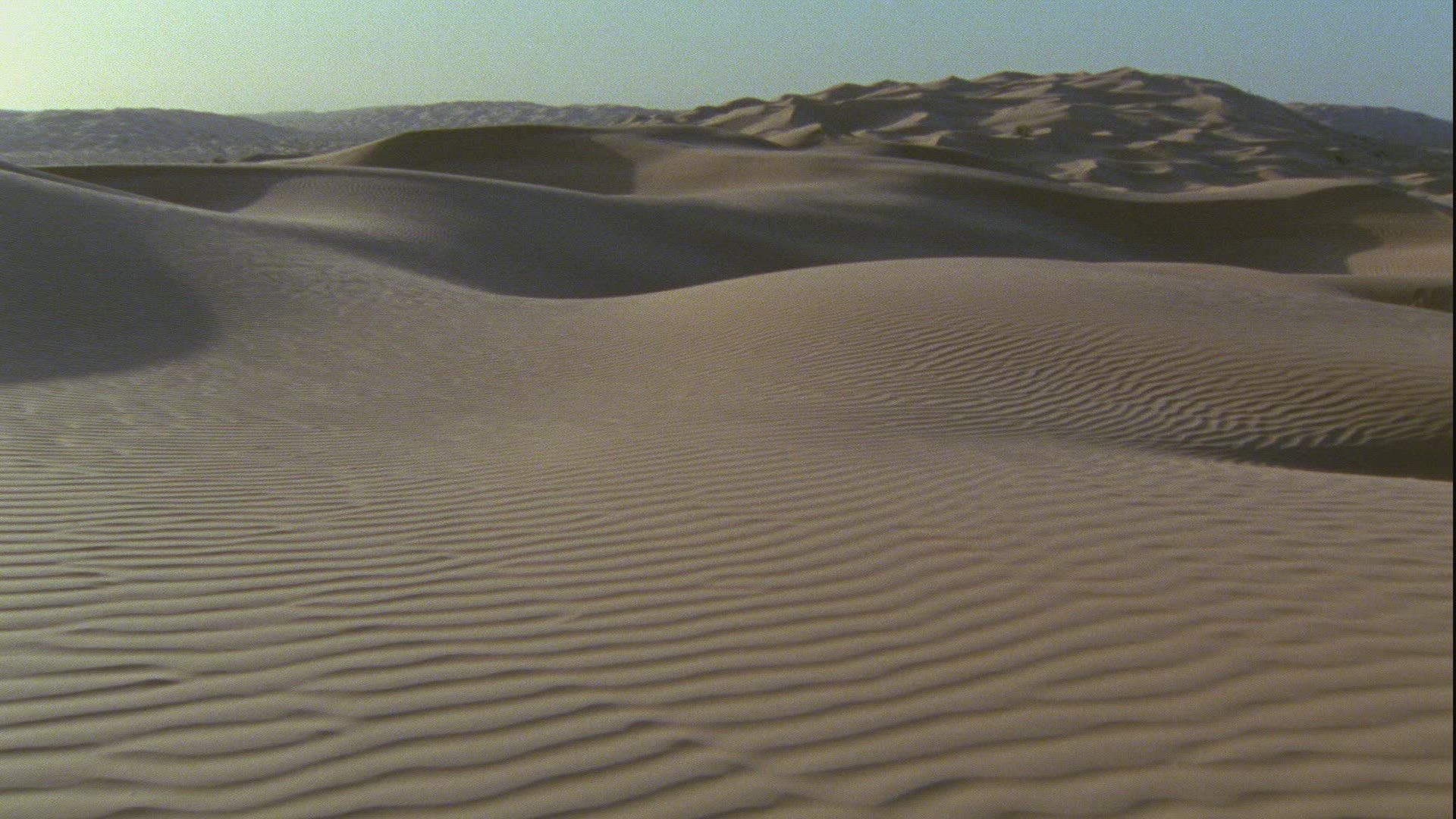 499760962 / Jerboa / Sahara / Africa