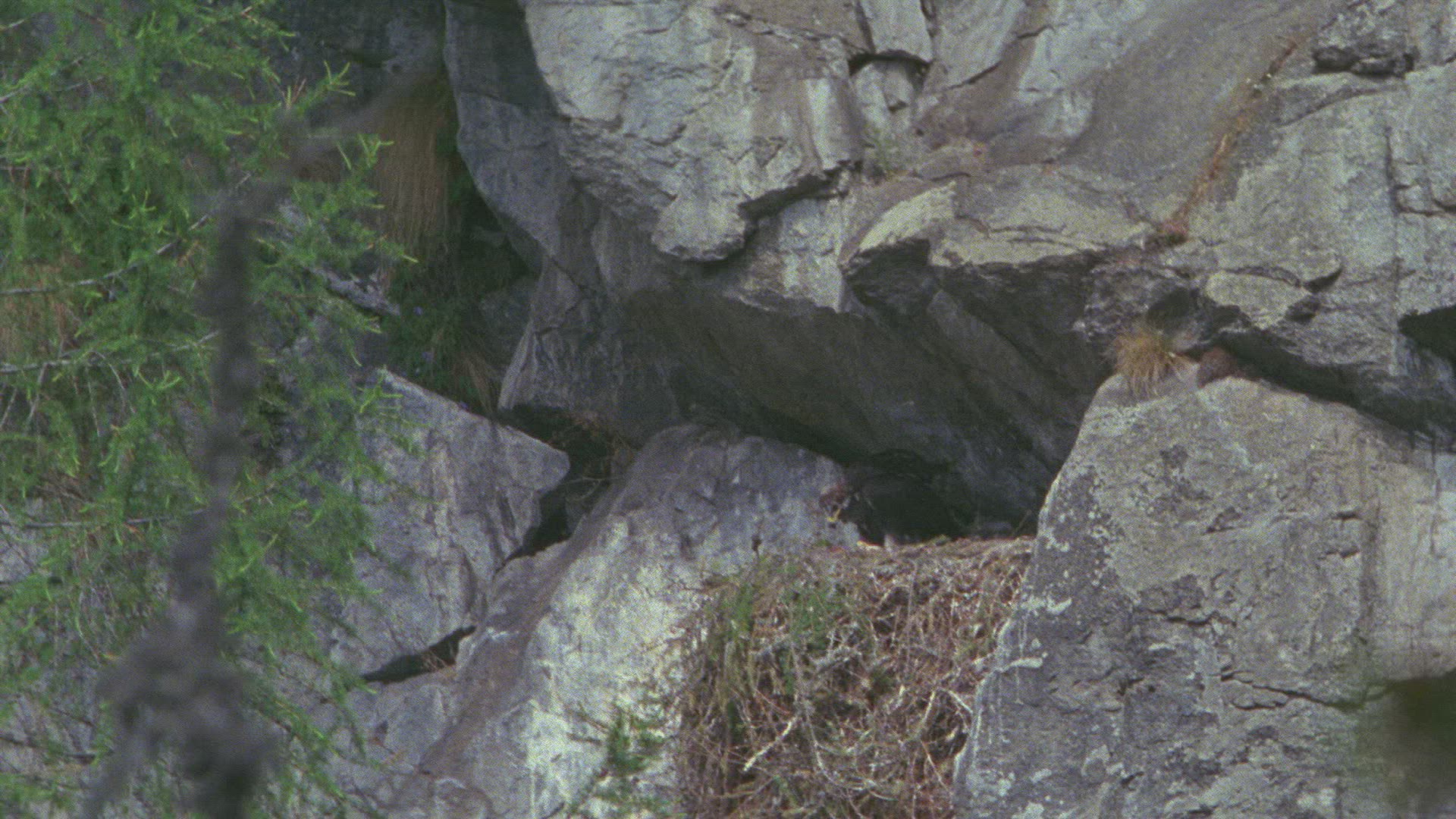754419420 / Golden Eagle / Eagle's Nest / Austria