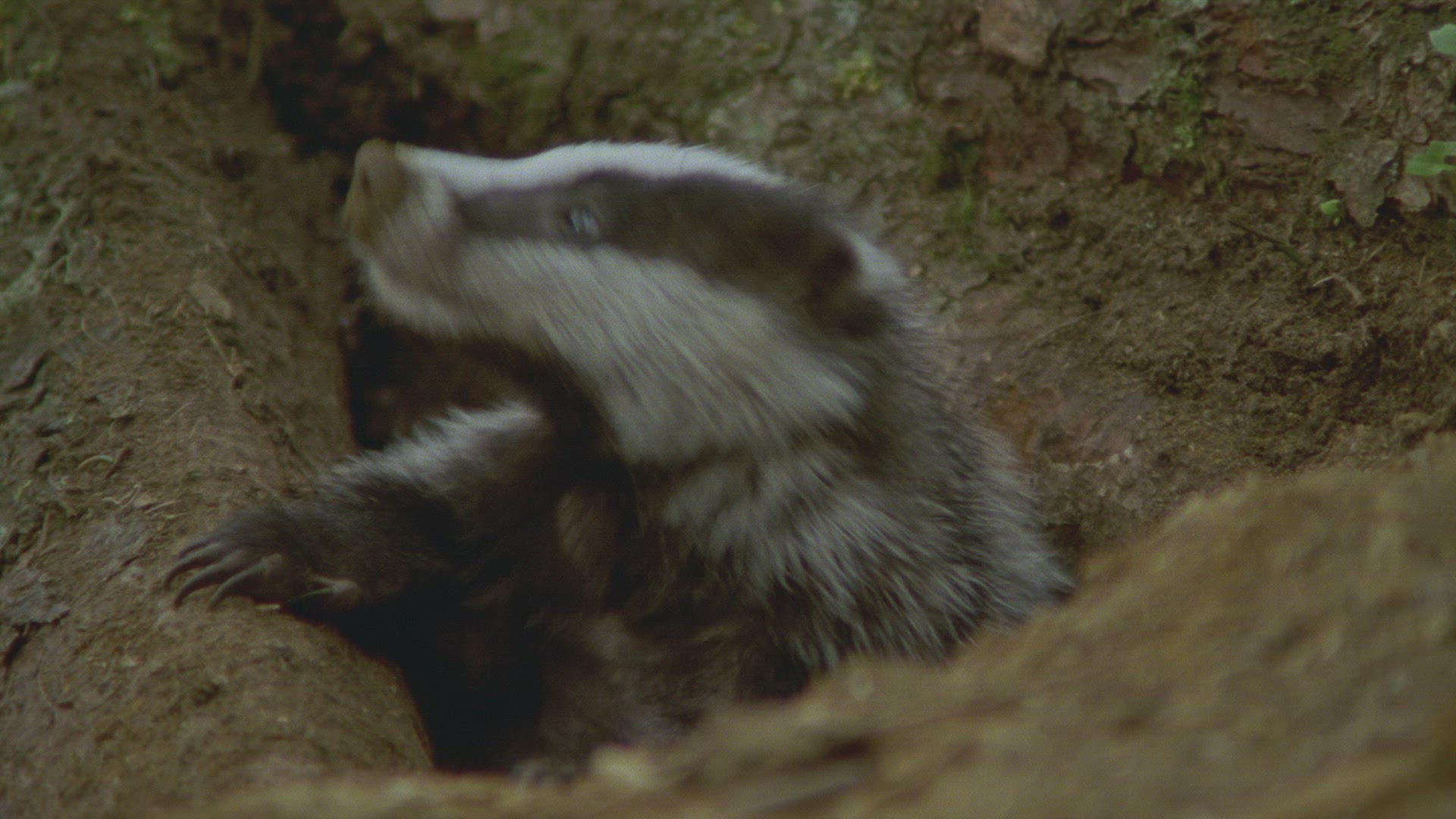 528148914 / Badger / Burrow / Forest / Austria