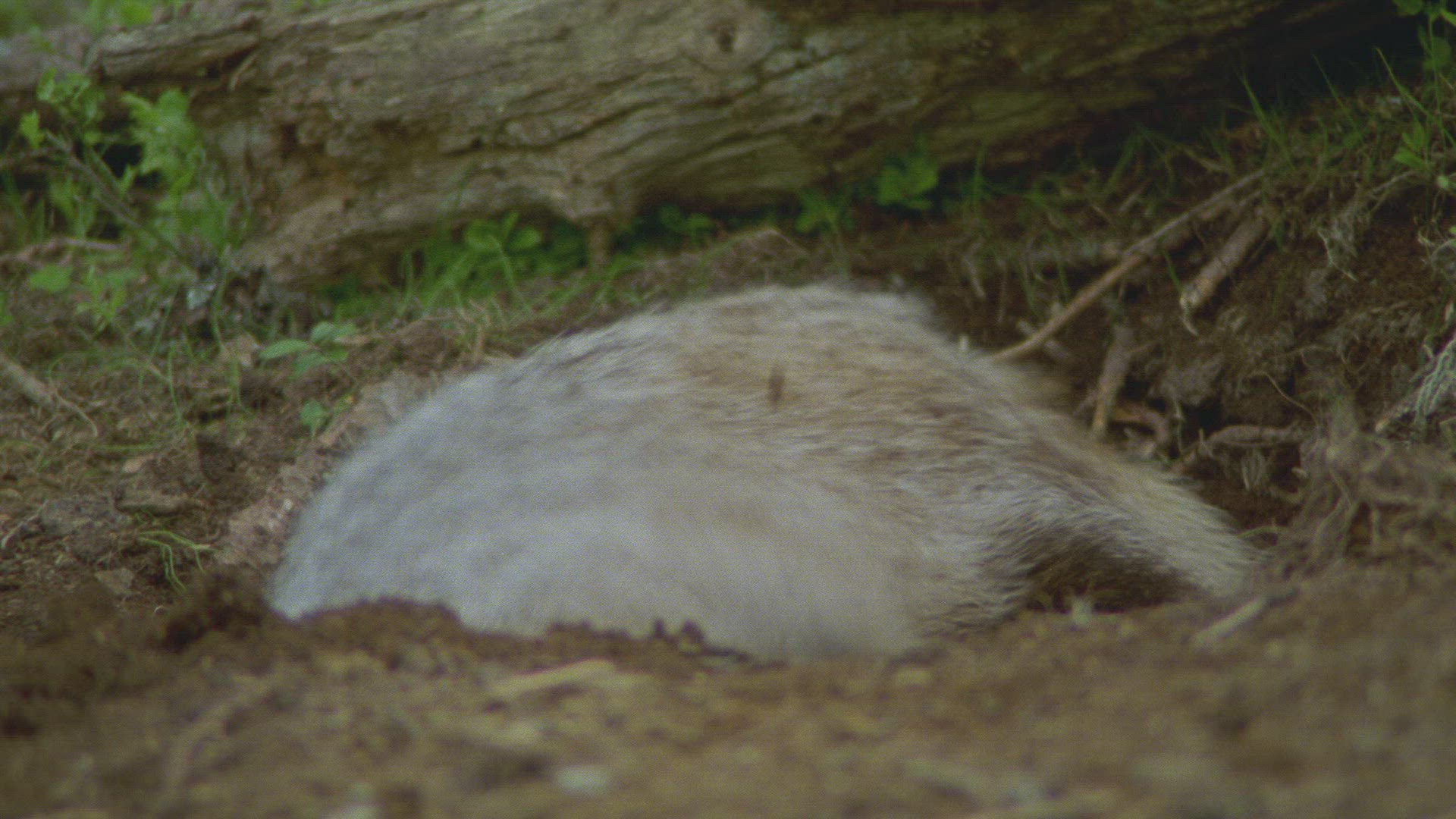 703597333 / Badger / Burrow / Forest / Austria