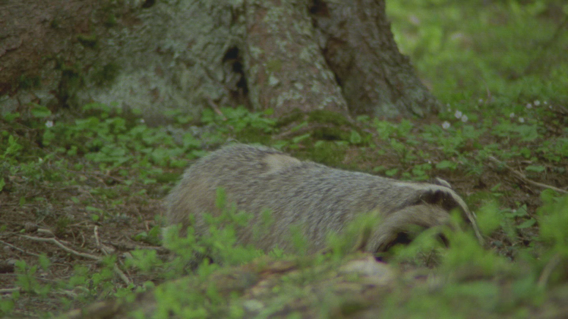 275807700 / Badger / Burrow / Forest / Austria