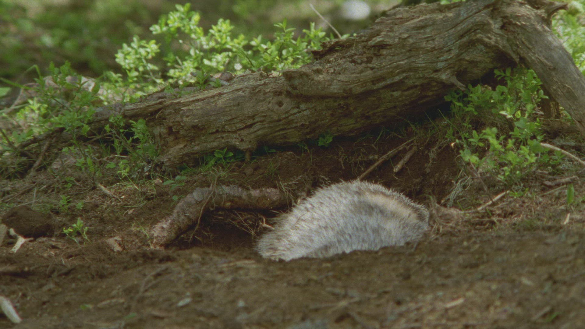 210720371 / Badger / Burrow / Forest / Austria