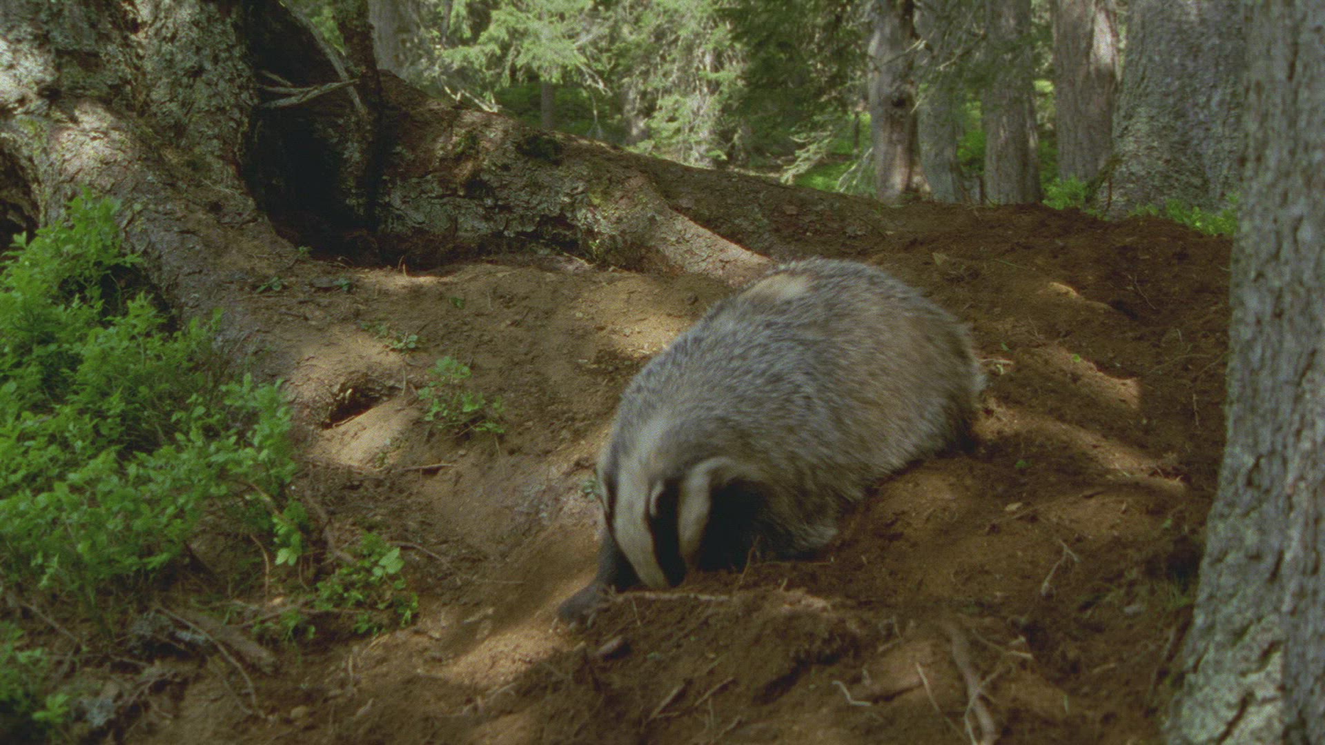 279124685 / Badger / Burrow / Forest / Austria