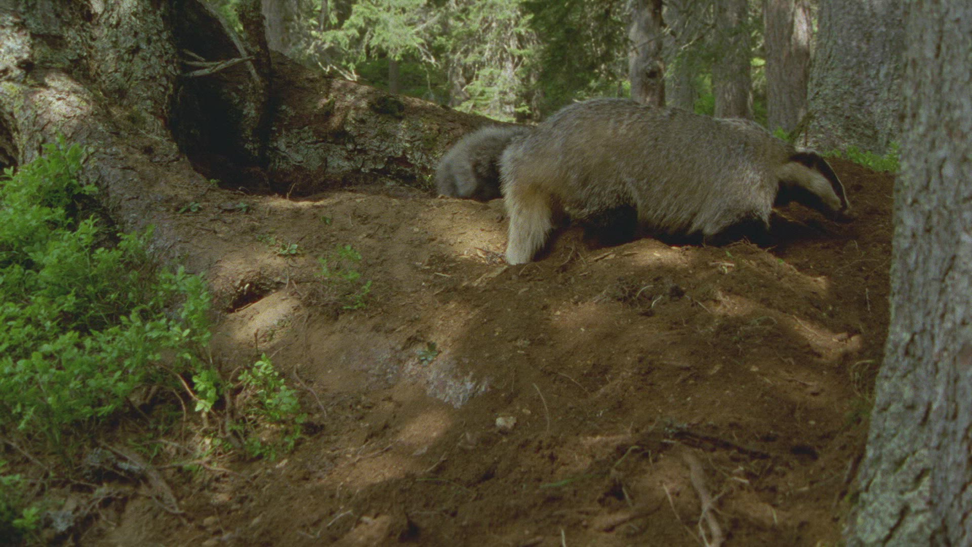 214816115 / Badger / Burrow / Forest / Austria