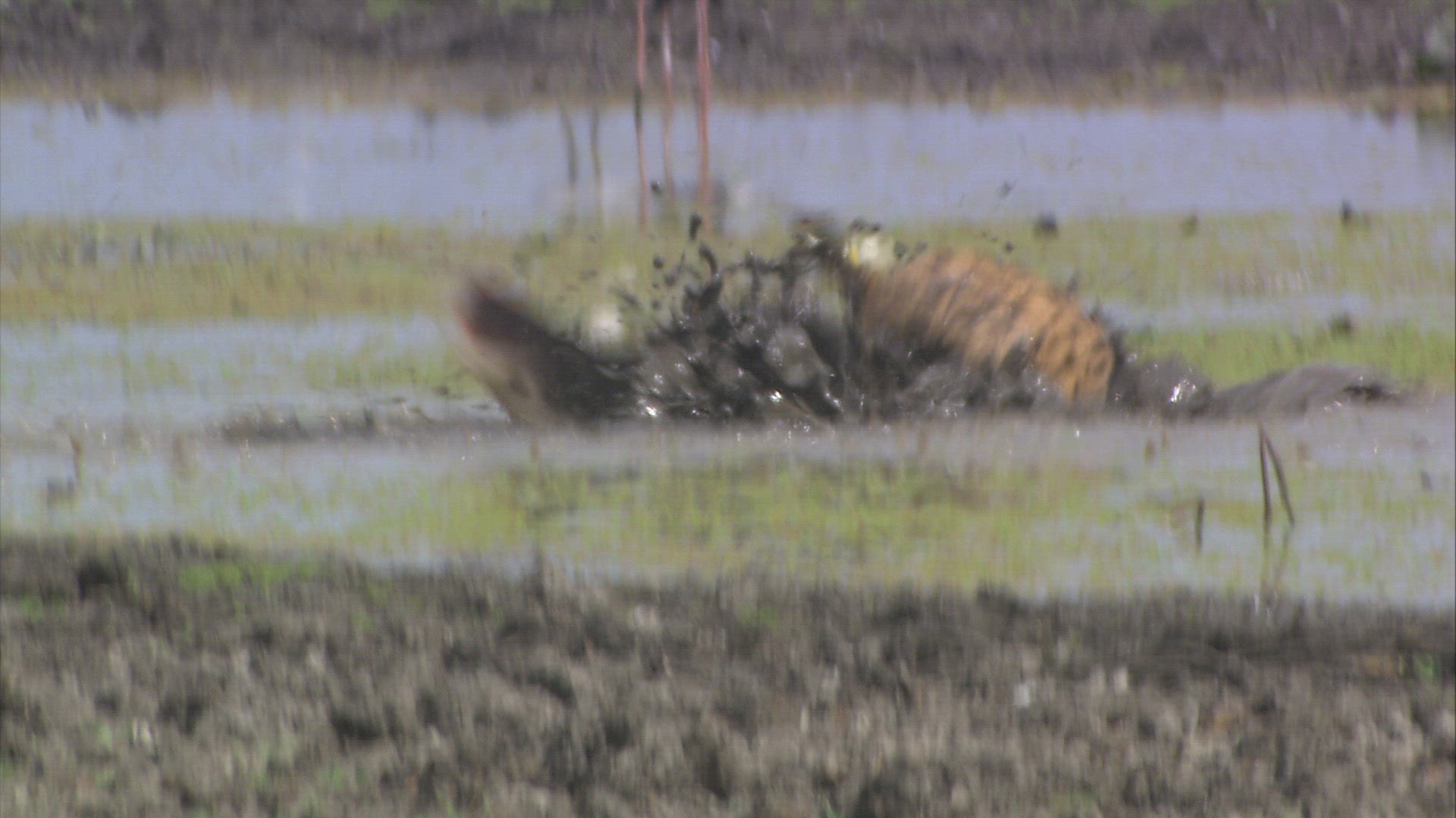 107022821 / Serval / Prey-Catching / Mozambique