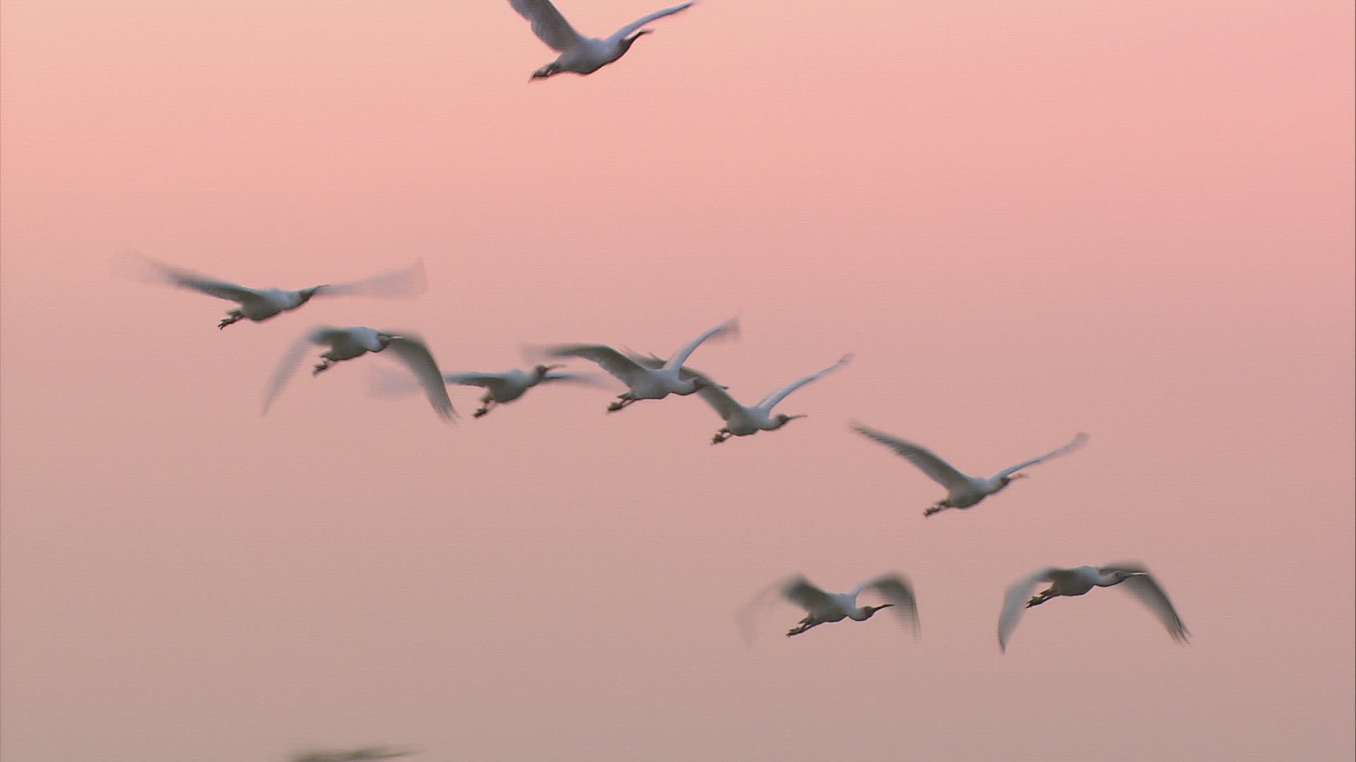 564824014 / Wading Bird / Zambezi Delta / Mozambique