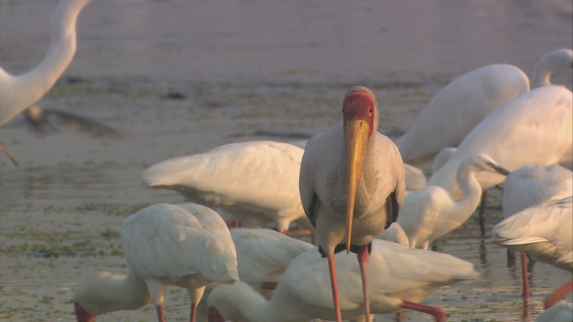 138624238 / Wading Bird / Zambezi Delta / Mozambique