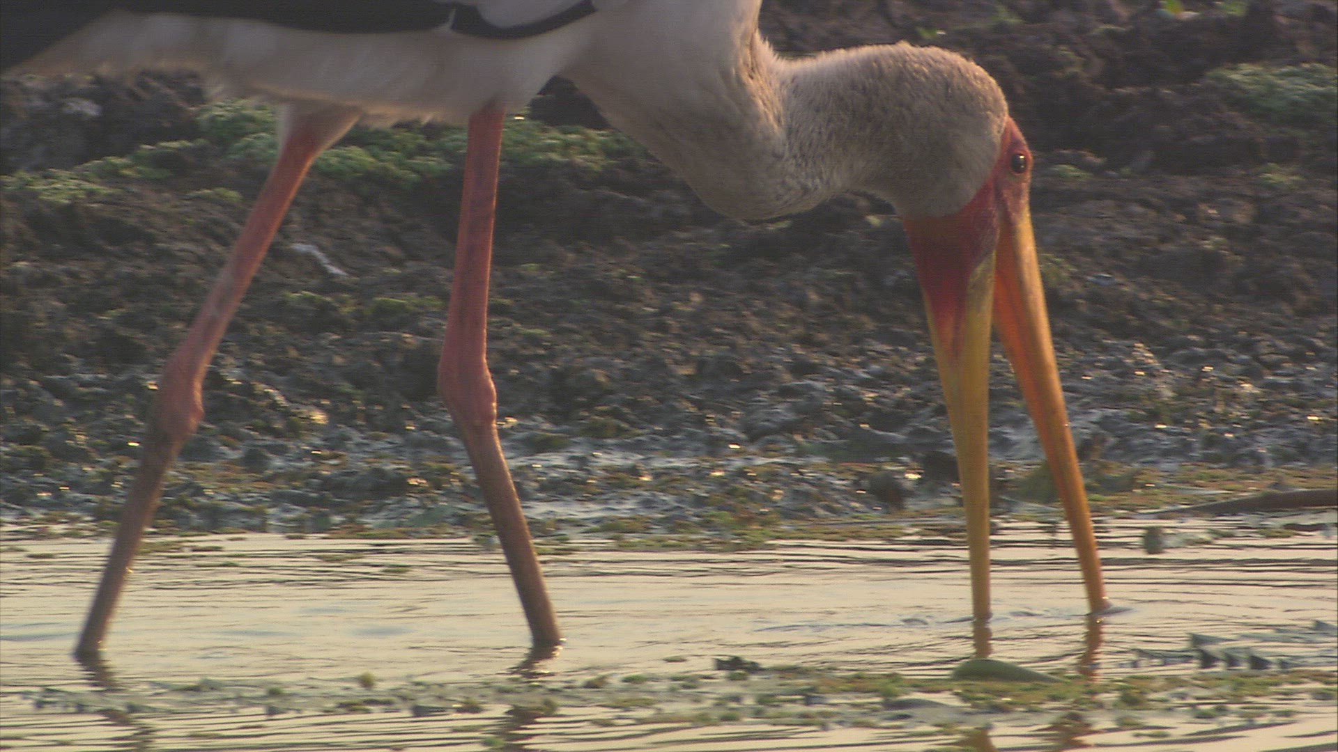 520178192 / Wading Bird / Zambezi Delta / Mozambique