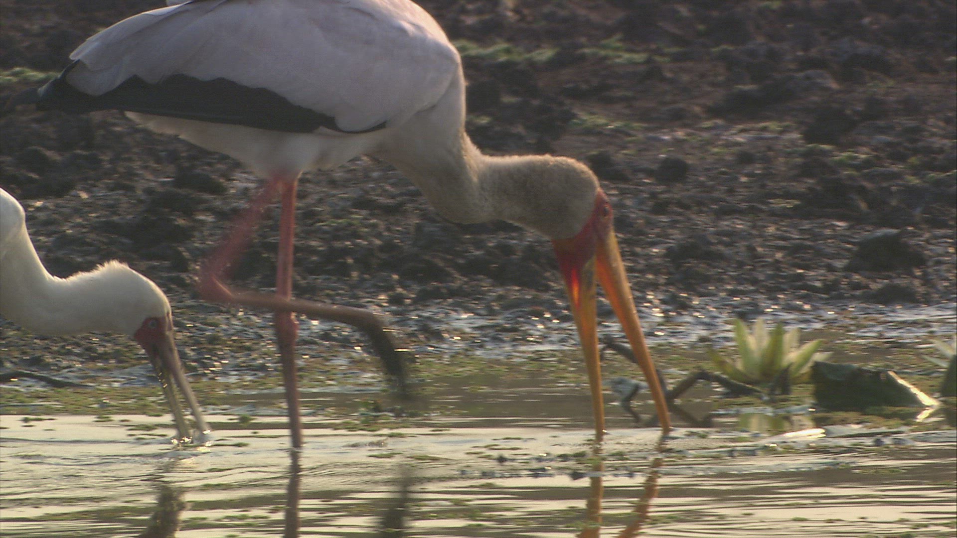 197729149 / Wading Bird / Zambezi Delta / Mozambique