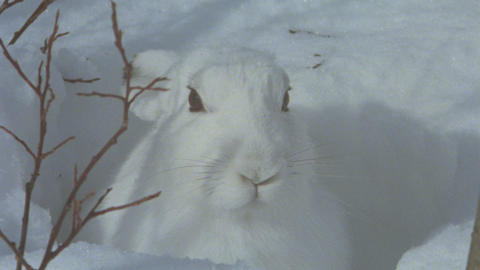 708207071 / Mountain Hare / Winter / Austria
