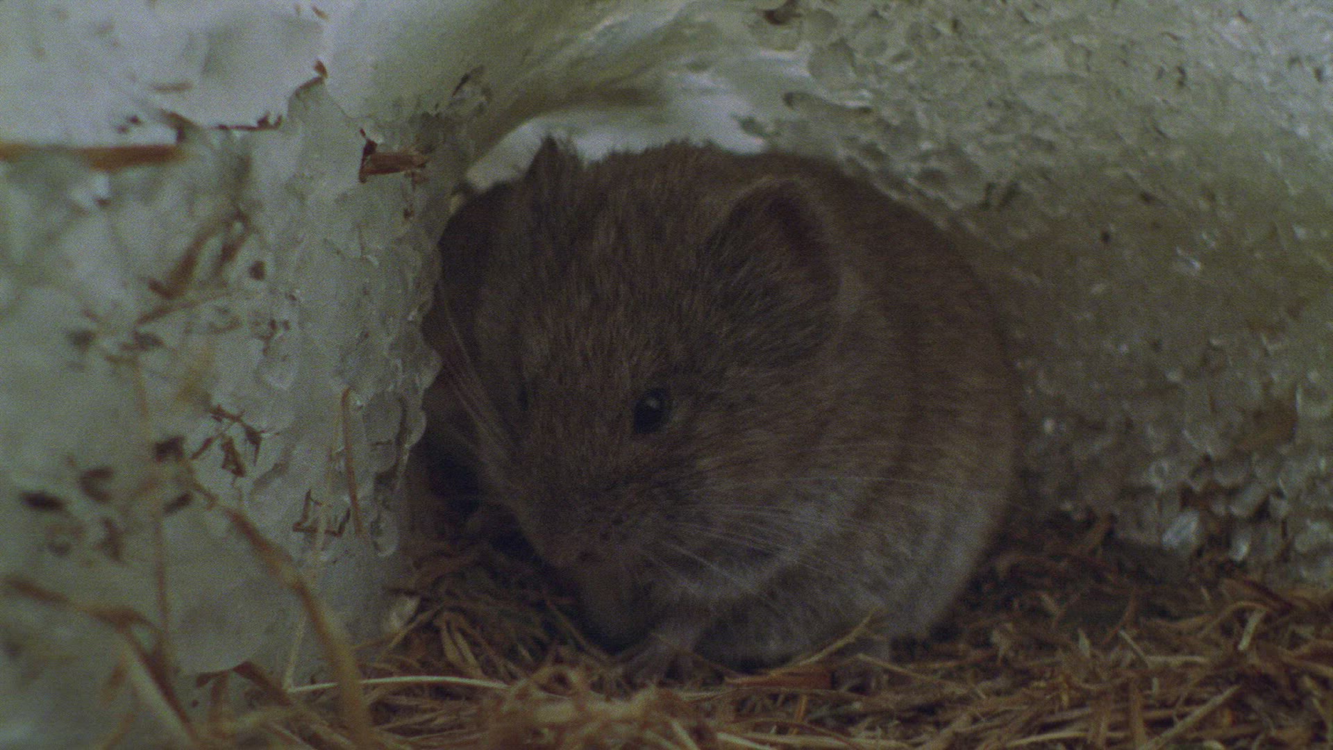 915692520 / European Snow Vole / Winter / Mid Europe