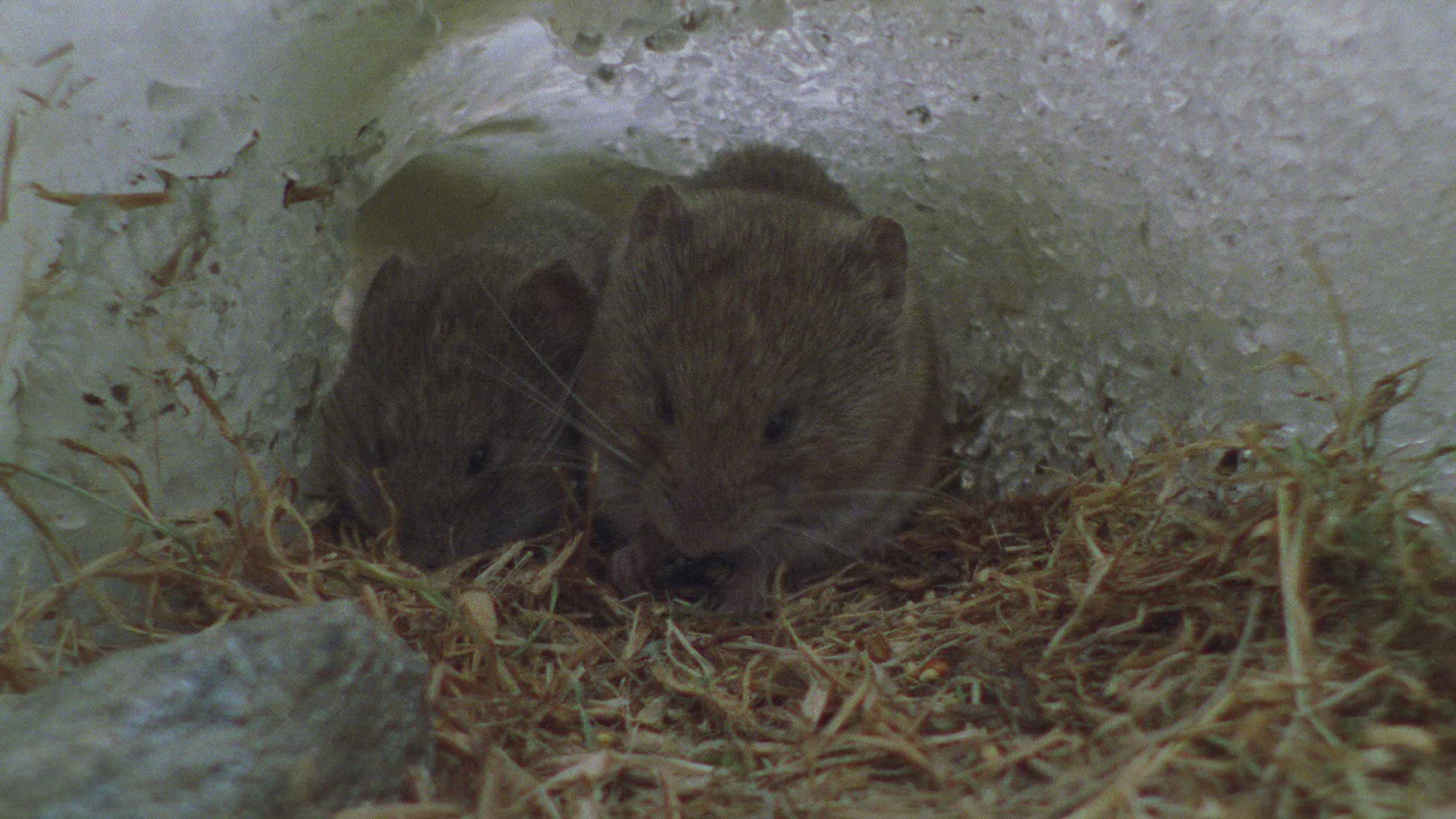 749597244 / European Snow Vole / Winter / Mid Europe