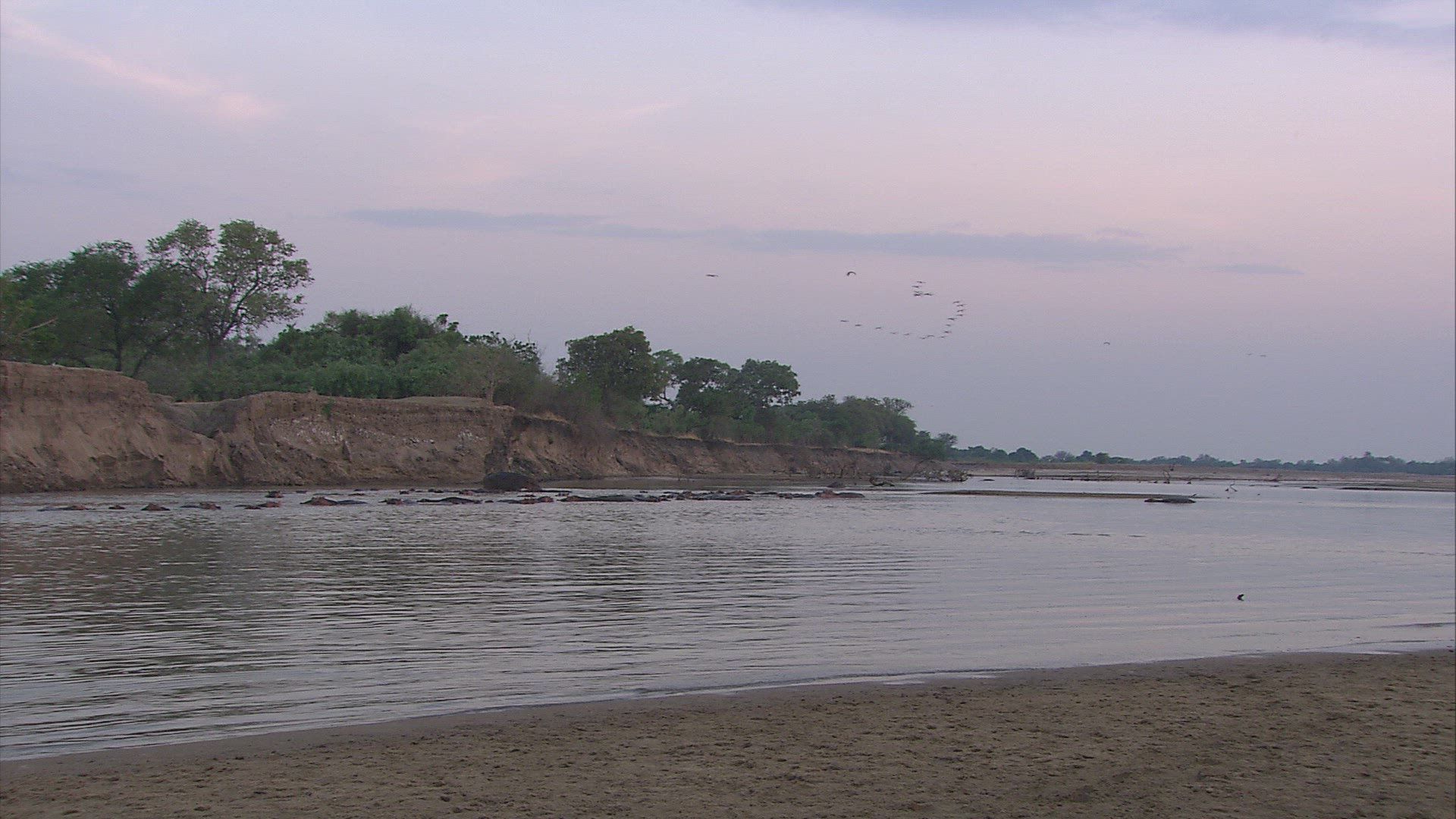 718983738 / Riverbank / Luangwa River / Zambia