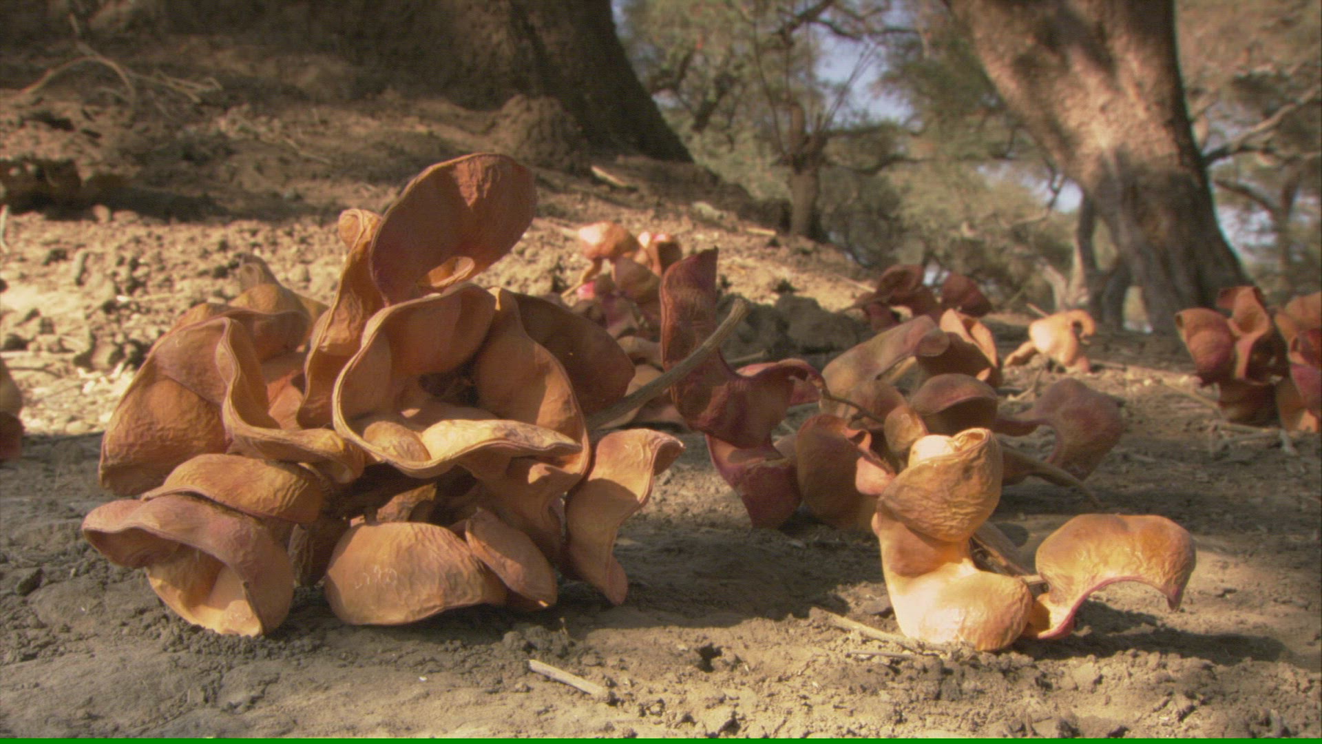 532121752 / Ana Tree / Mana Pools / Zimbabwe
