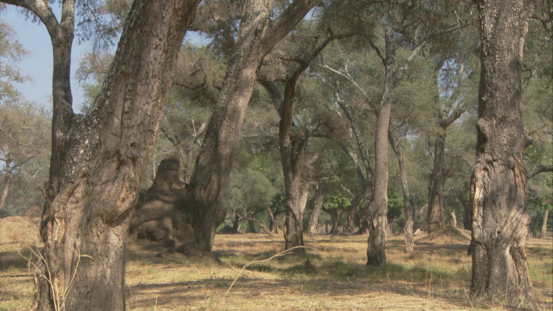 454432505 / Ana Tree / Mana Pools / Zimbabwe