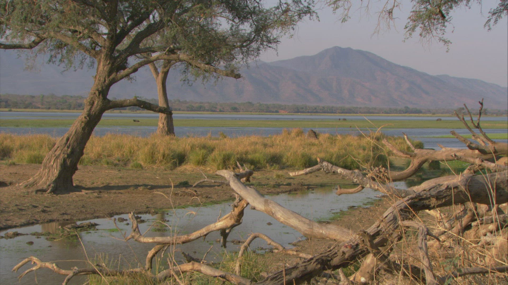 134144876 / Ana Tree / Mana Pools / Zimbabwe