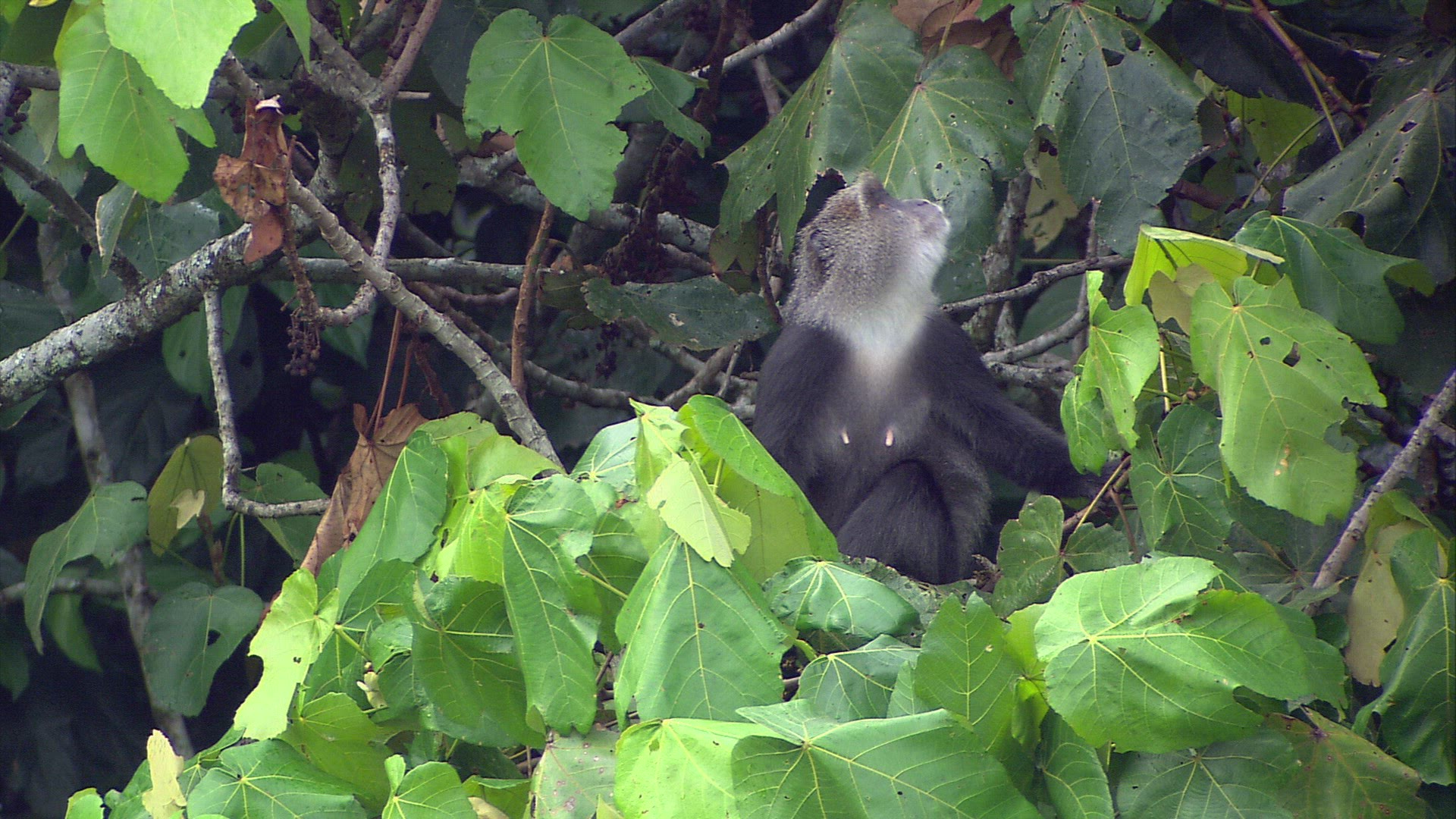341340930 / Blue Monkey / Wild Animal / Zambia