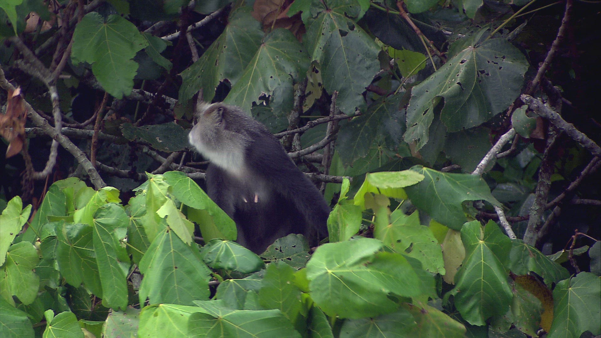 291376557 / Blue Monkey / Wild Animal / Zambia