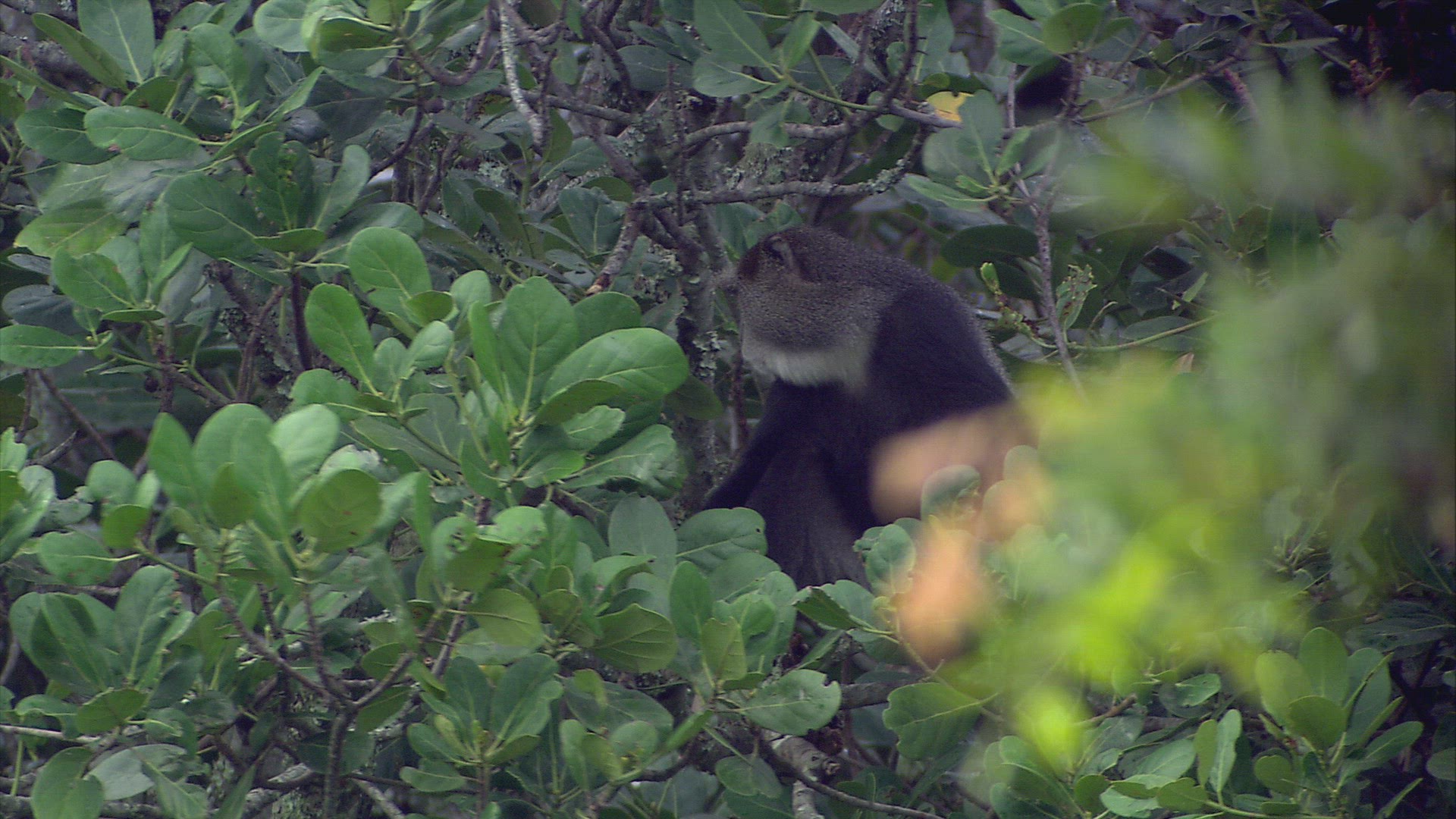 650772437 / Blue Monkey / Wild Animal / Zambia