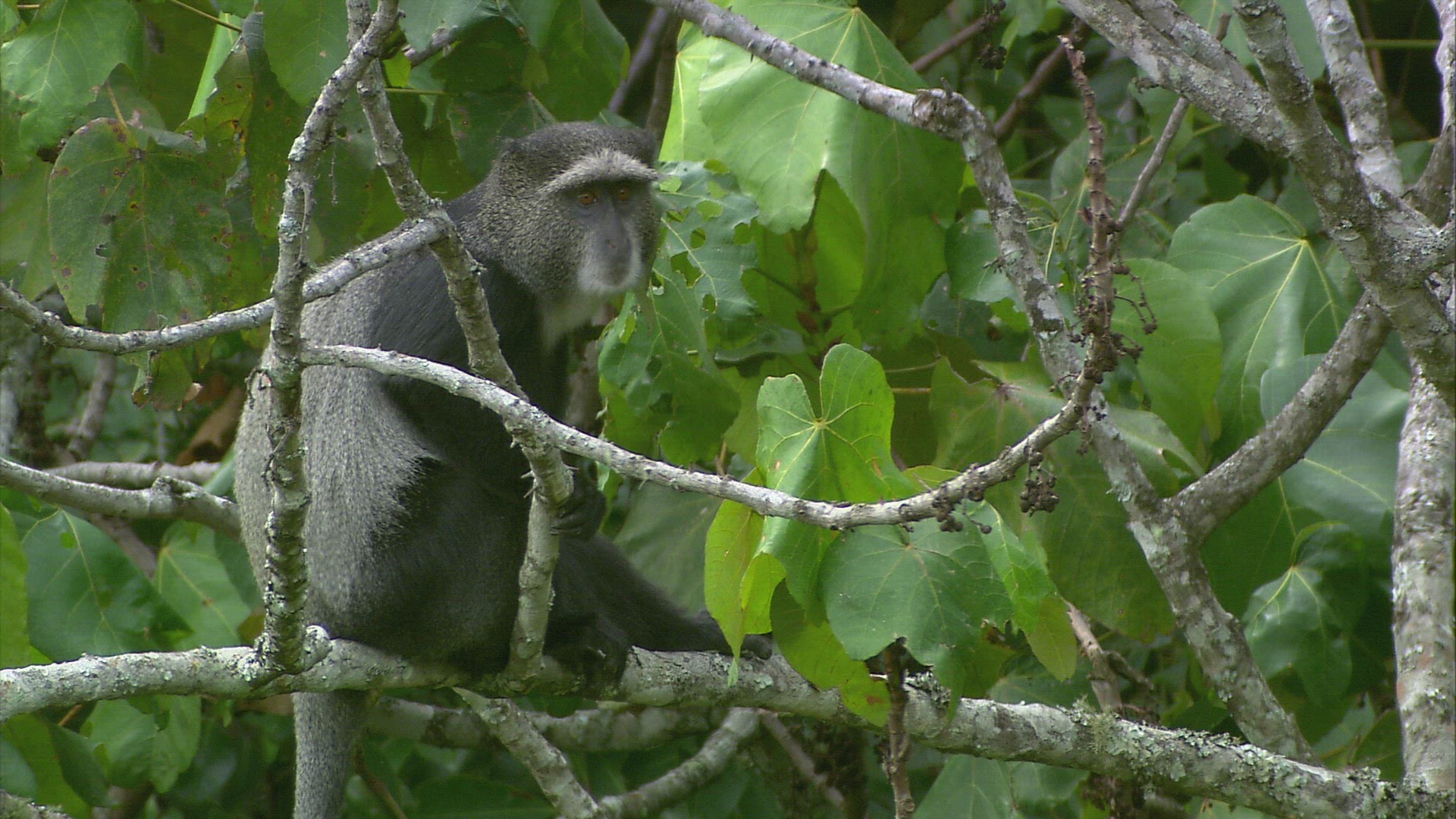 702293819 / Blue Monkey / Wild Animal / Zambia