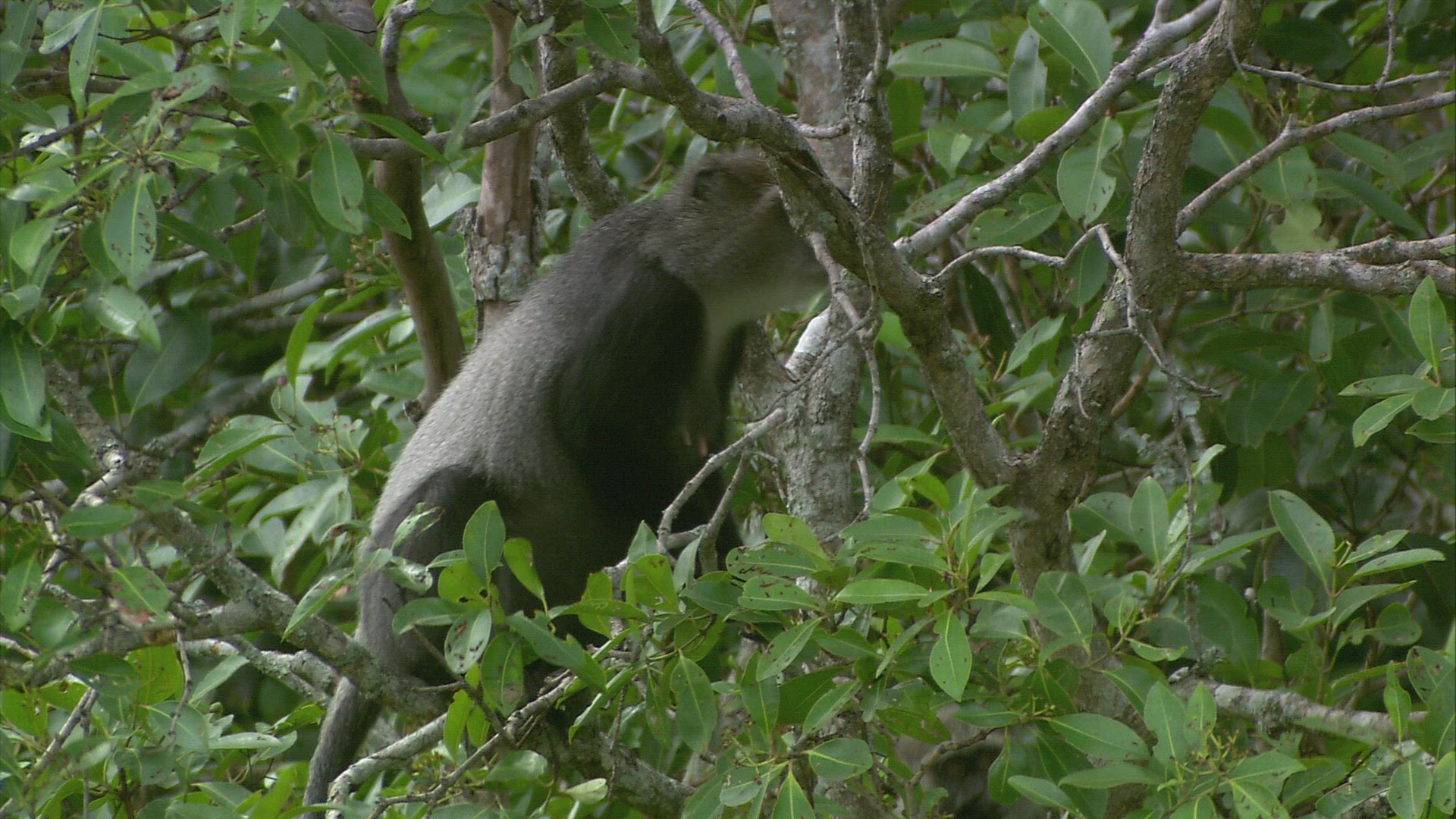 310807476 / Blue Monkey / Wild Animal / Zambia