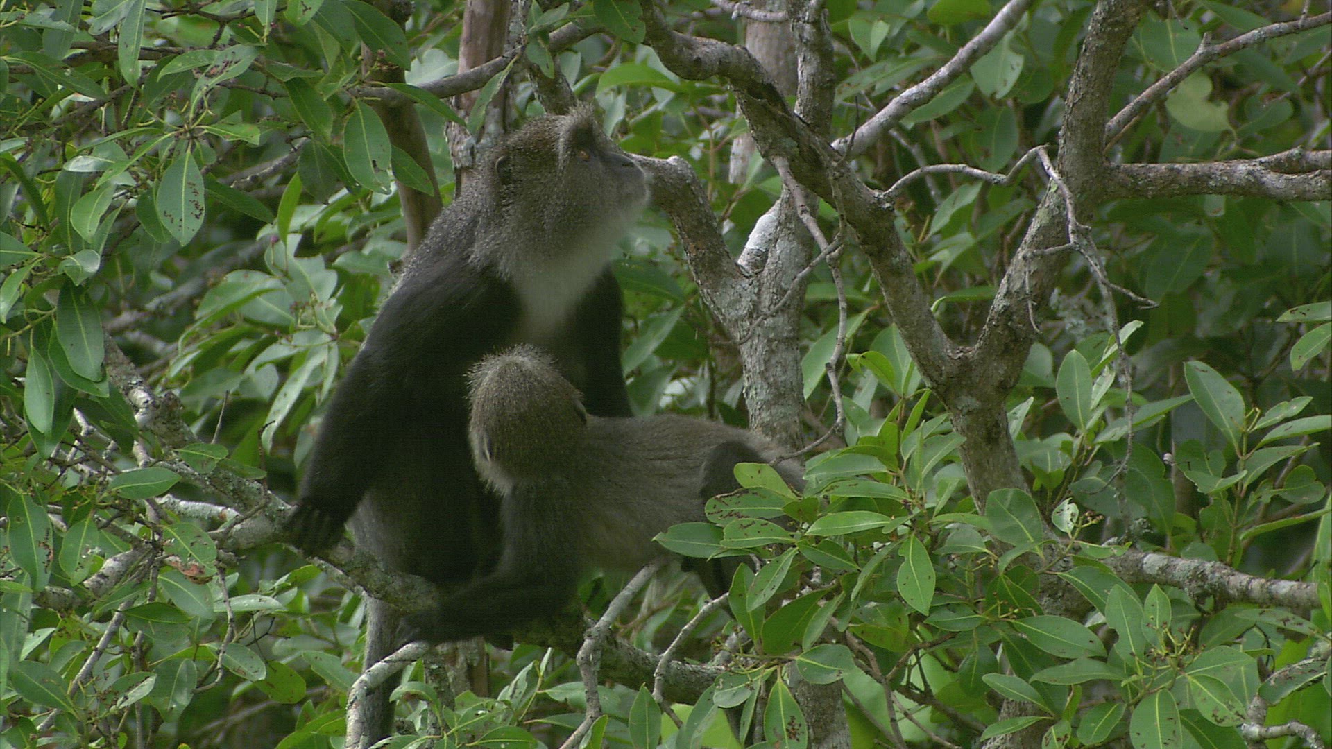 786136259 / Blue Monkey / Wild Animal / Zambia