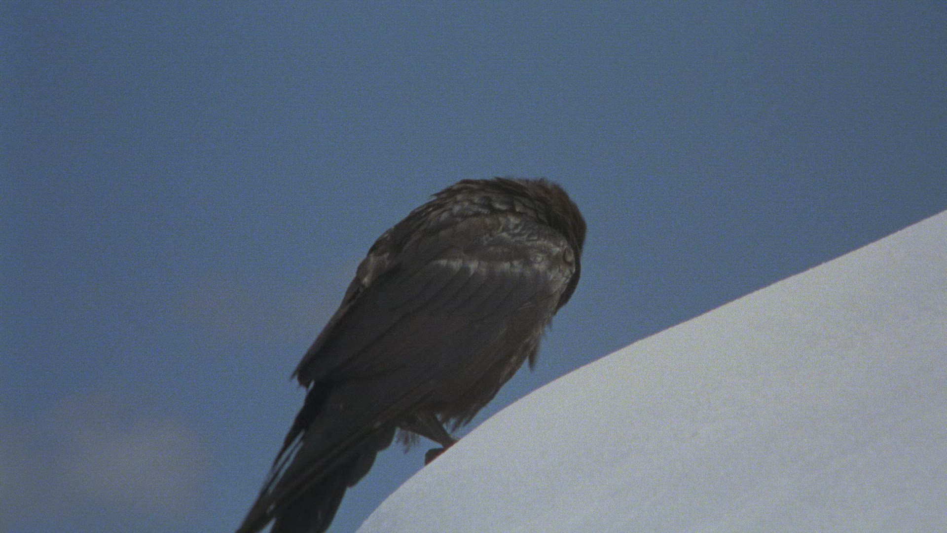 704043885 / Common Raven / Snow / Europe