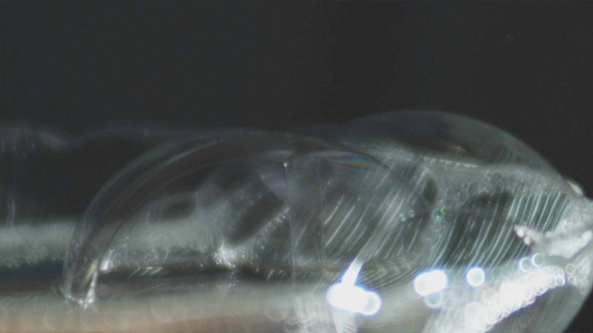 247165485 / Soap Bubble / Air Pocket