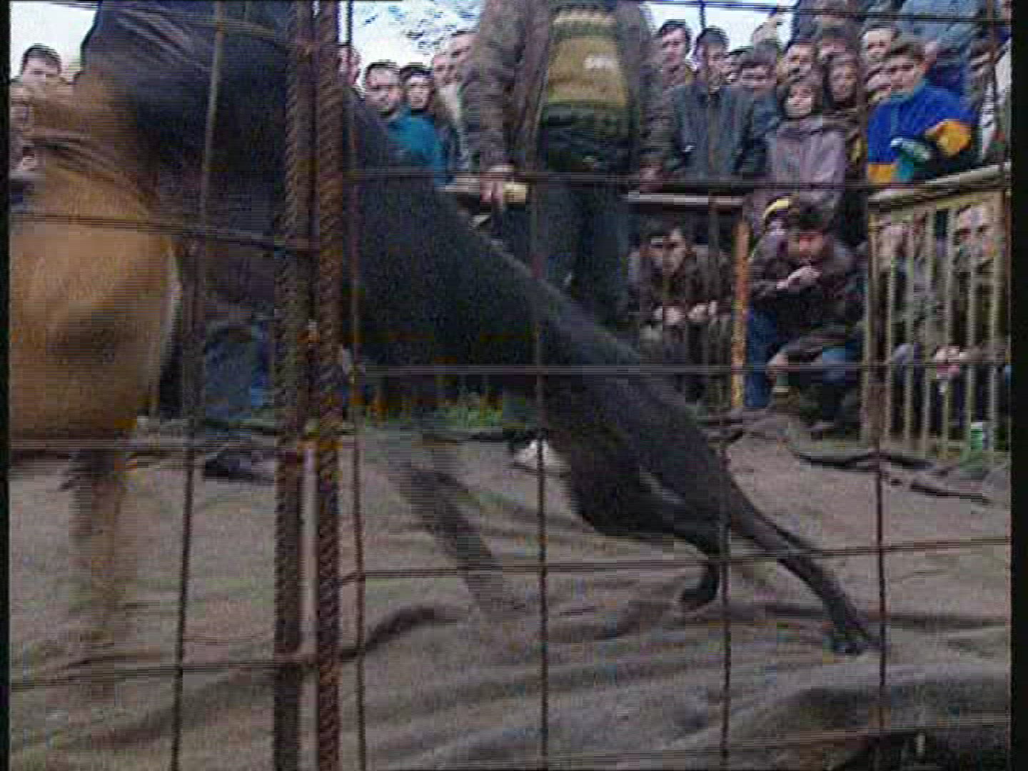 291819914 / Dog Fighting / Fight Dog / Russia