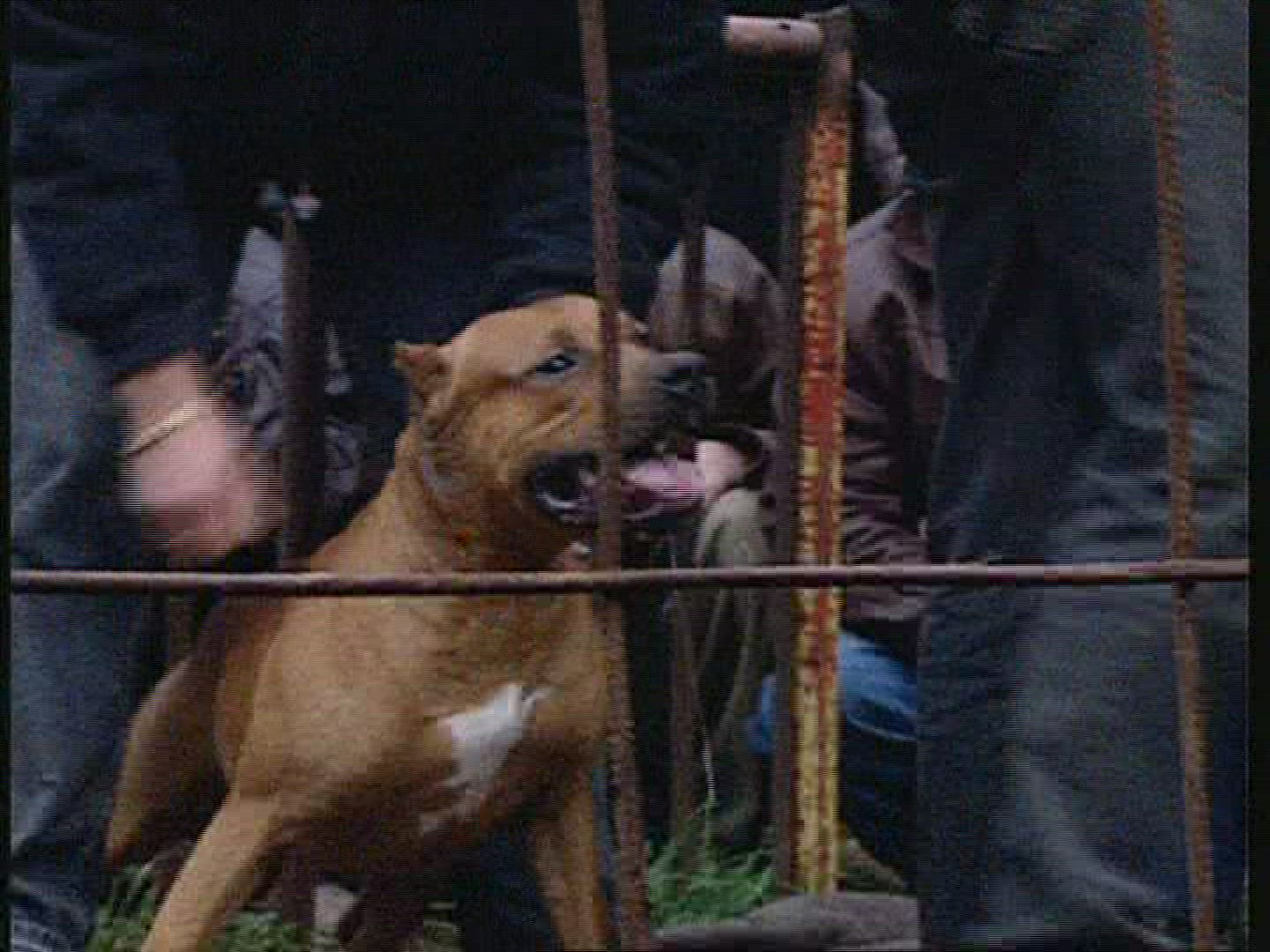 726539712 / Dog Fighting / Fight Dog / Russia