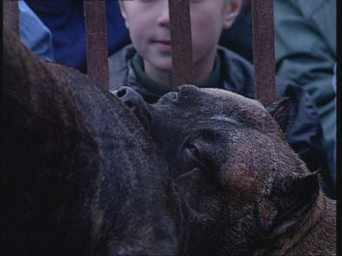 593332446 / Dog Fighting / Fight Dog / Russia