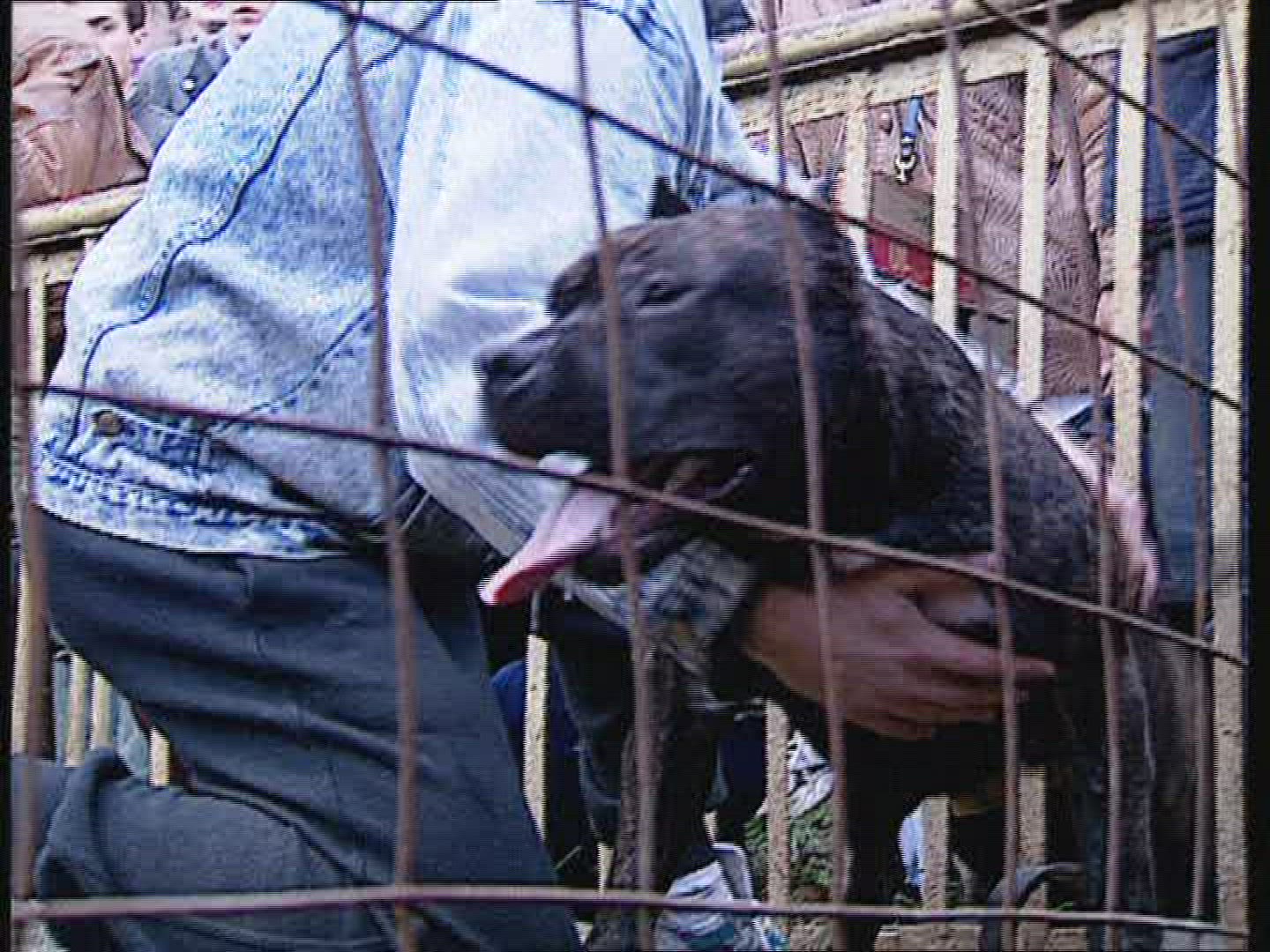 292301196 / Dog Fighting / Fight Dog / Russia