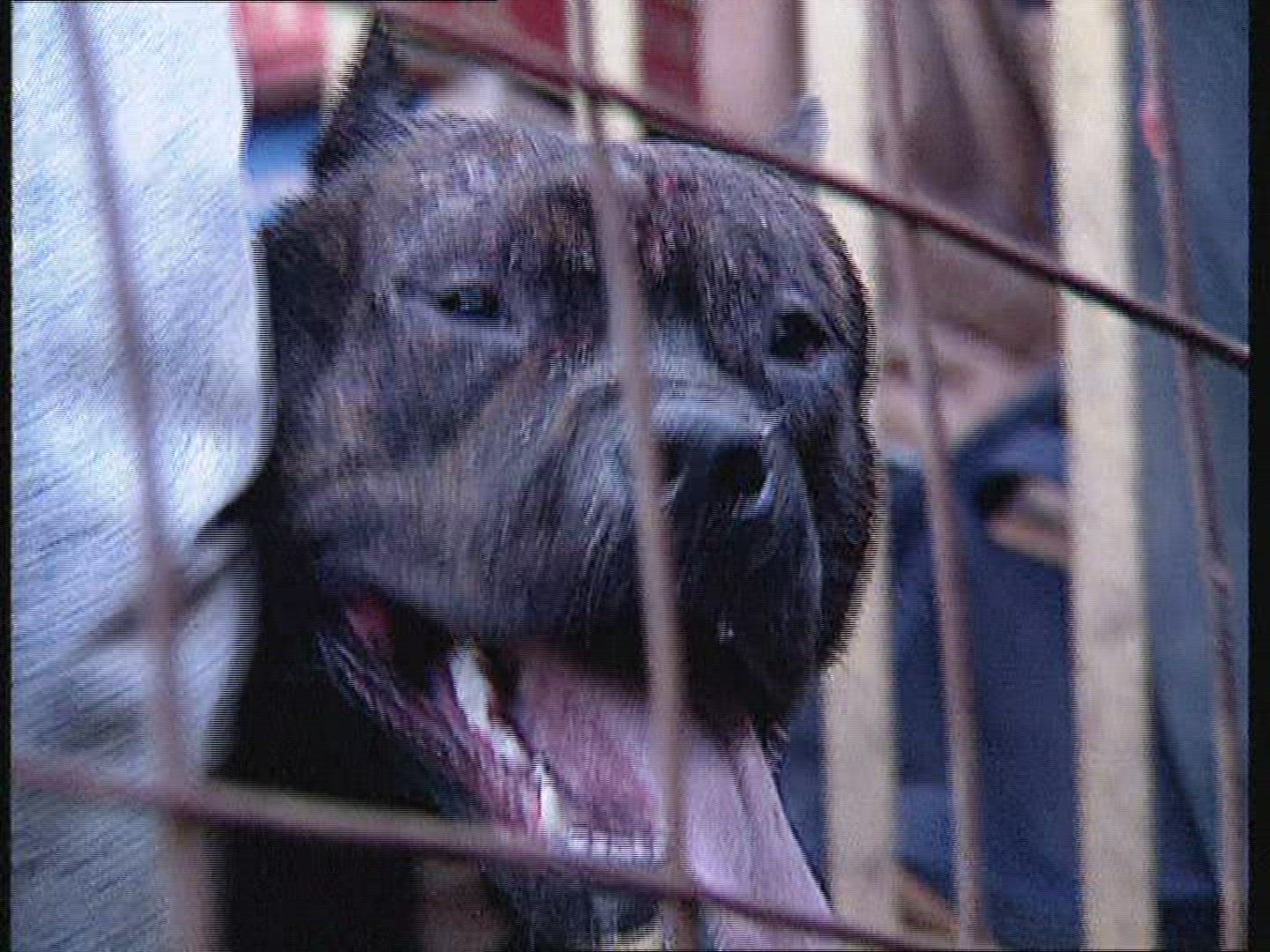 890072785 / Dog Fighting / Fight Dog / Russia