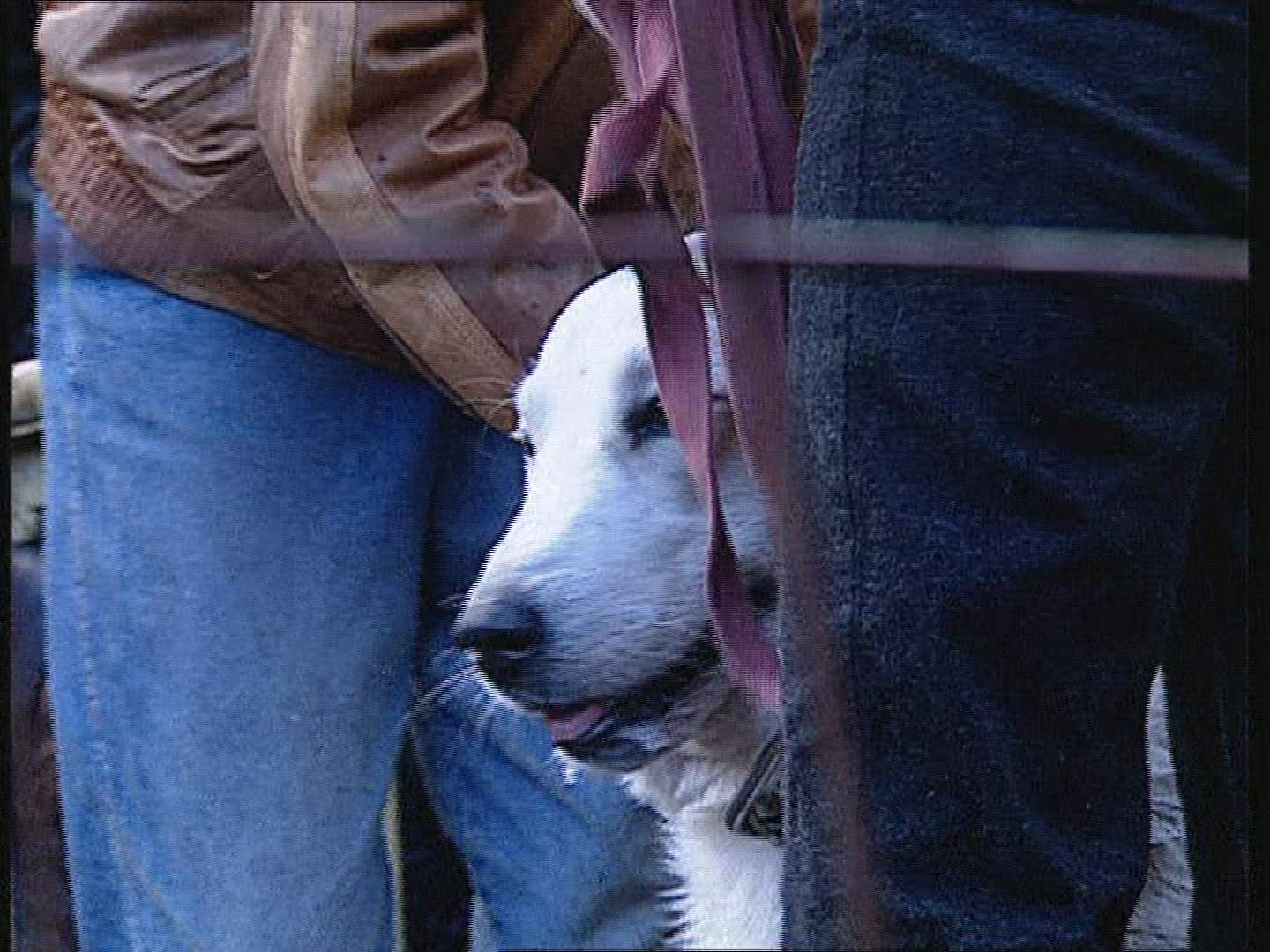 171271344 / Dog Fighting / Fight Dog / Russia
