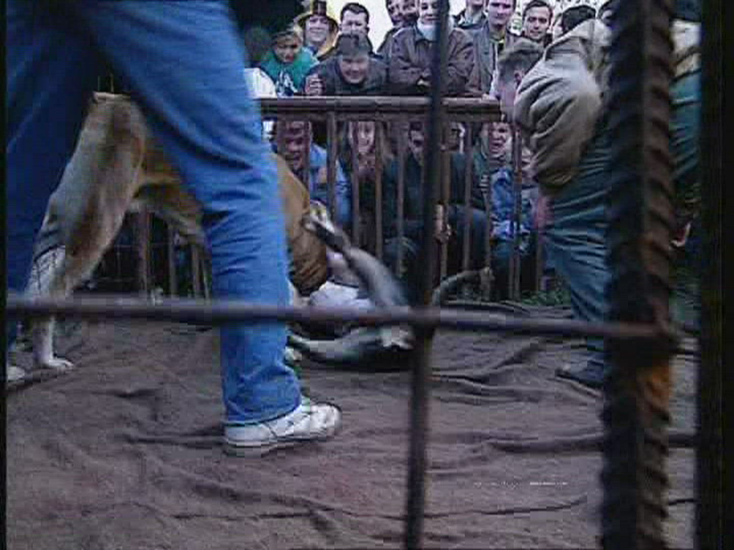 575148357 / Dog Fighting / Fight Dog / Russia