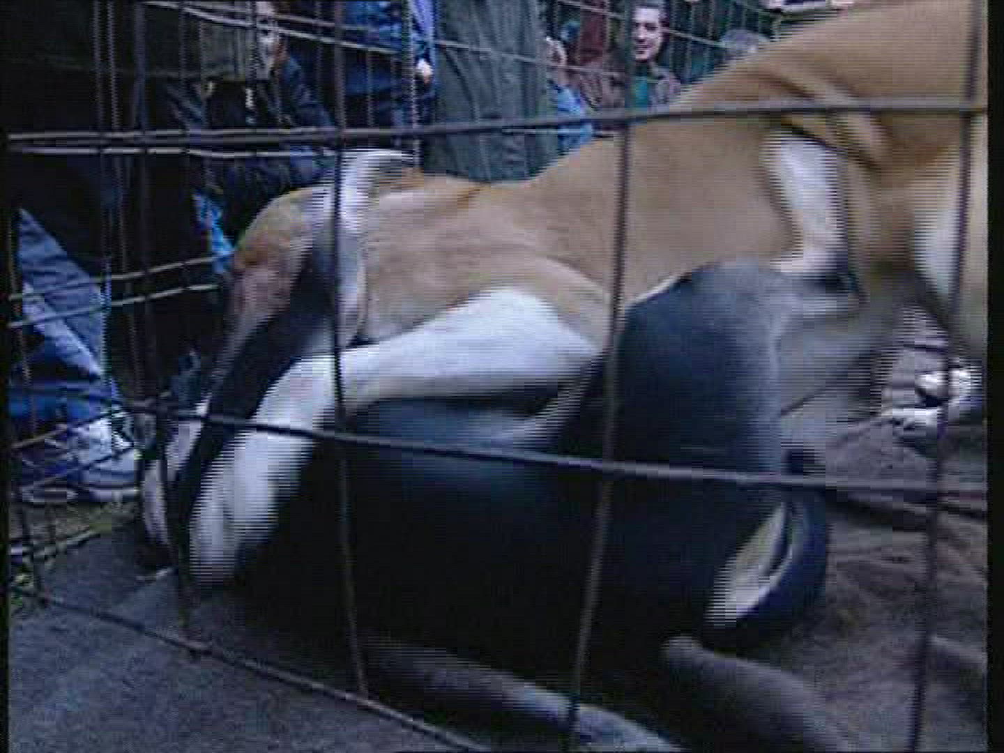 238406310 / Dog Fighting / Fight Dog / Russia