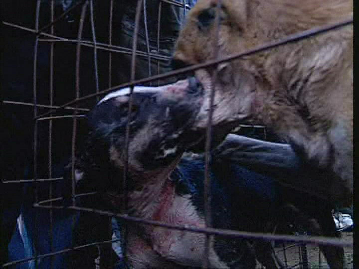 729771270 / Dog Fighting / Fight Dog / Russia