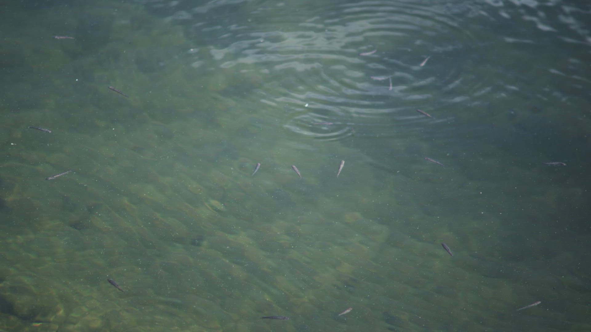 436523135 / Rippled / Lake Mjosa / Norway
