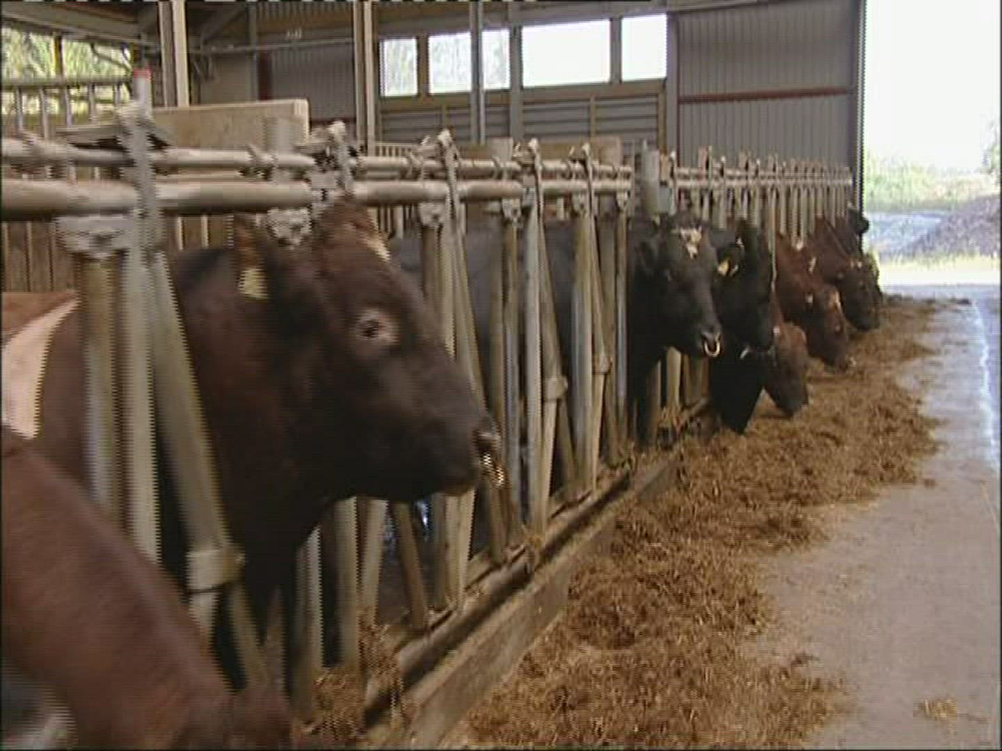 656728606 / Cattle / Keeping of Animals / Norway