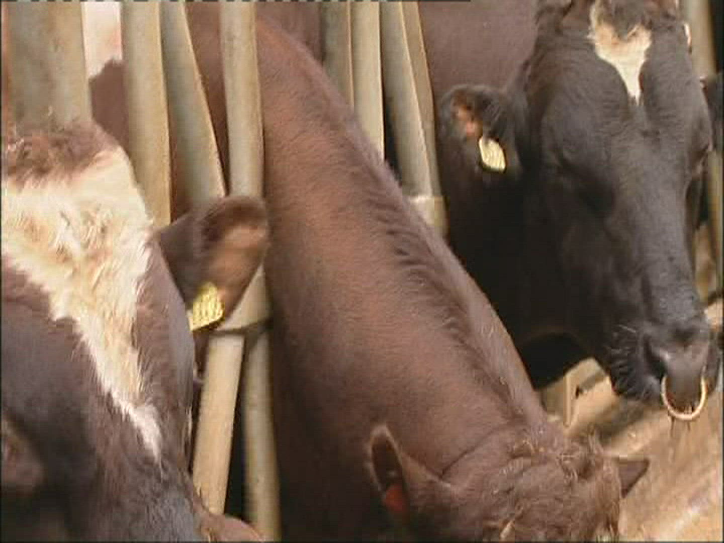 353952394 / Cattle / Keeping of Animals / Norway