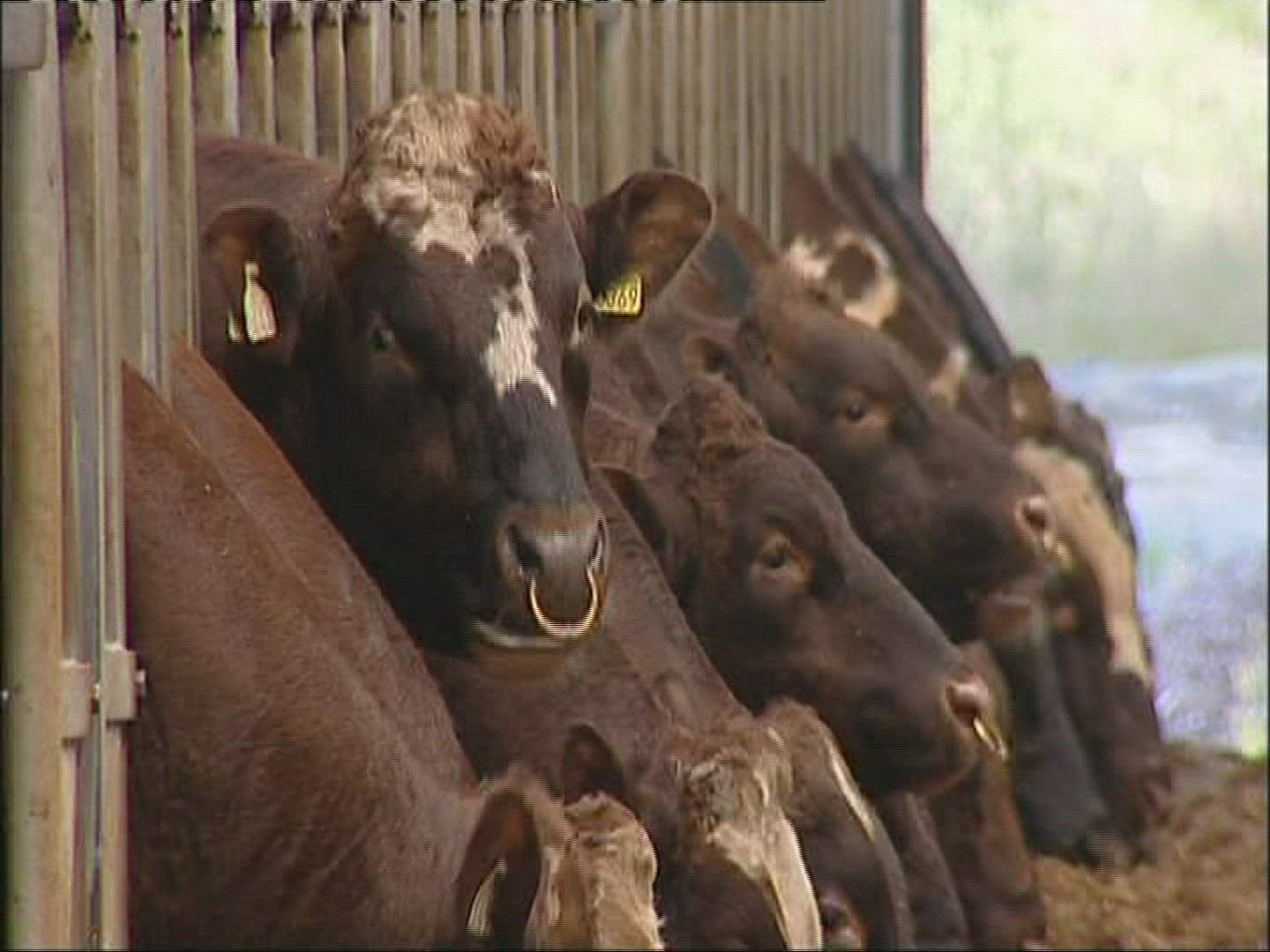 455270567 / Cattle / Keeping of Animals / Norway