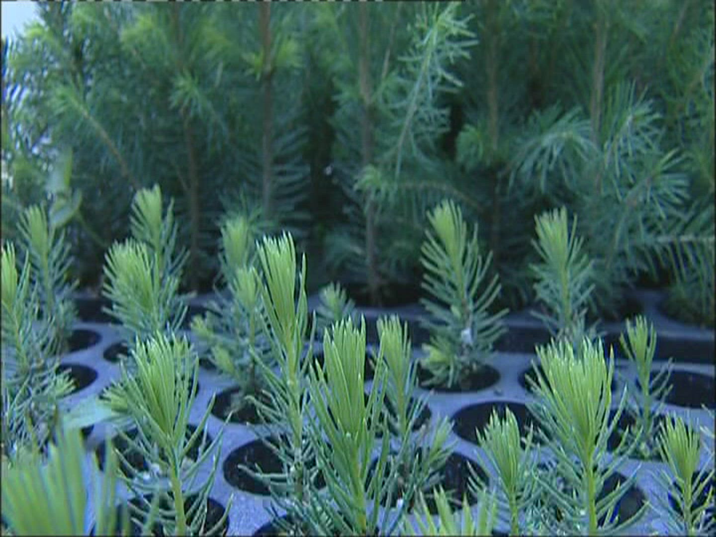 141021613 / Fir Seeds / Plant Breeding / Norway