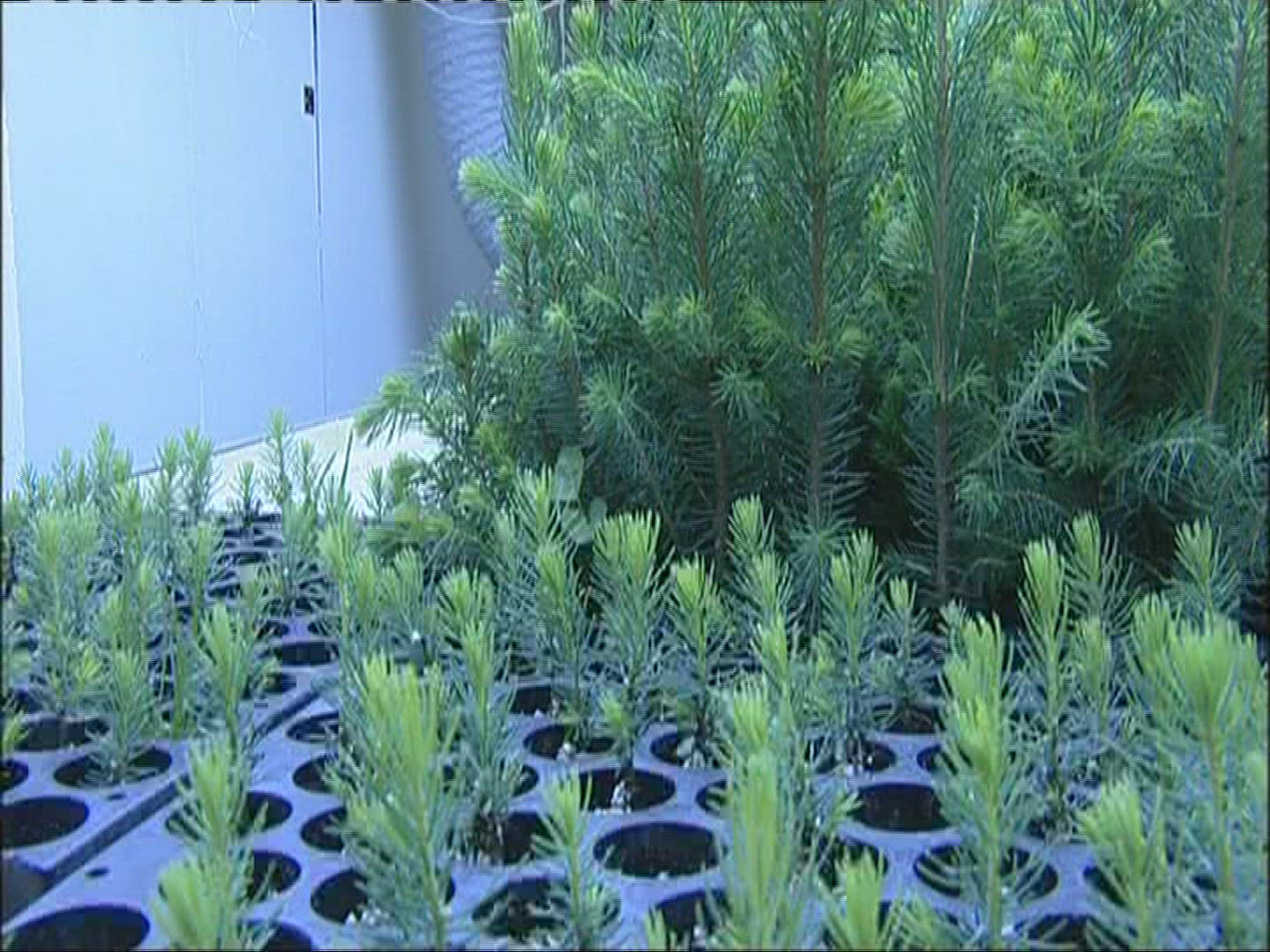 703407610 / Fir Seeds / Plant Breeding / Norway