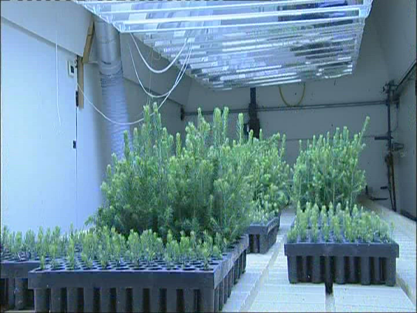 564657867 / Fir Seeds / Plant Breeding / Norway