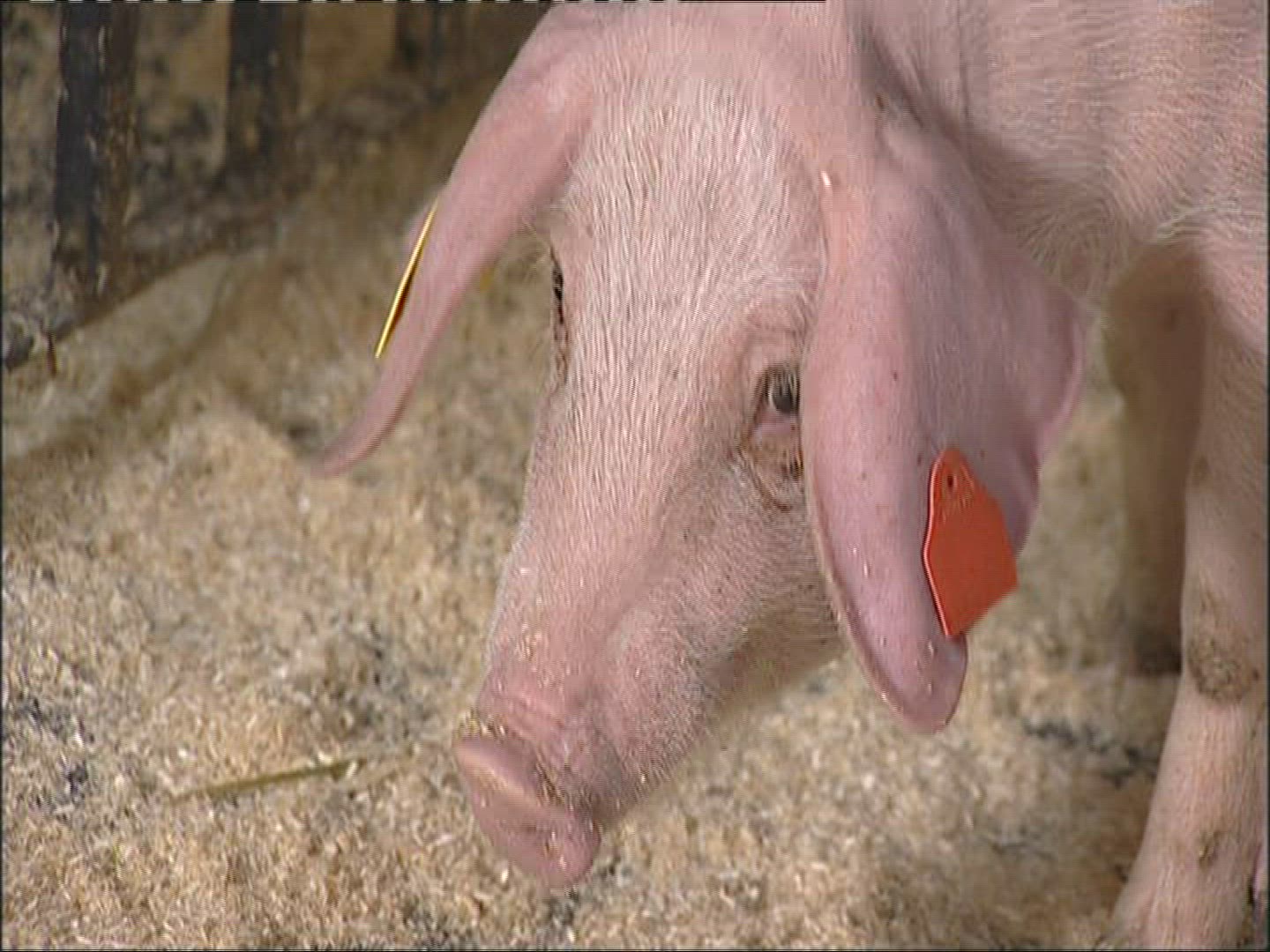 698059387 / Pig / Keeping of Animals / Norway