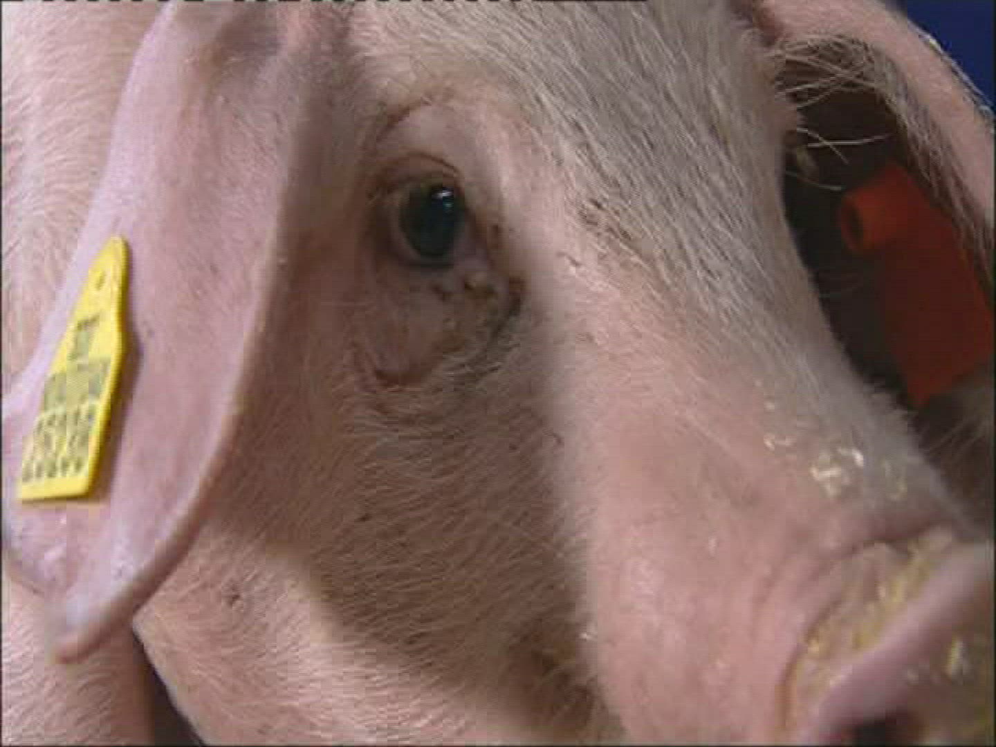 430673969 / Pig / Keeping of Animals / Norway