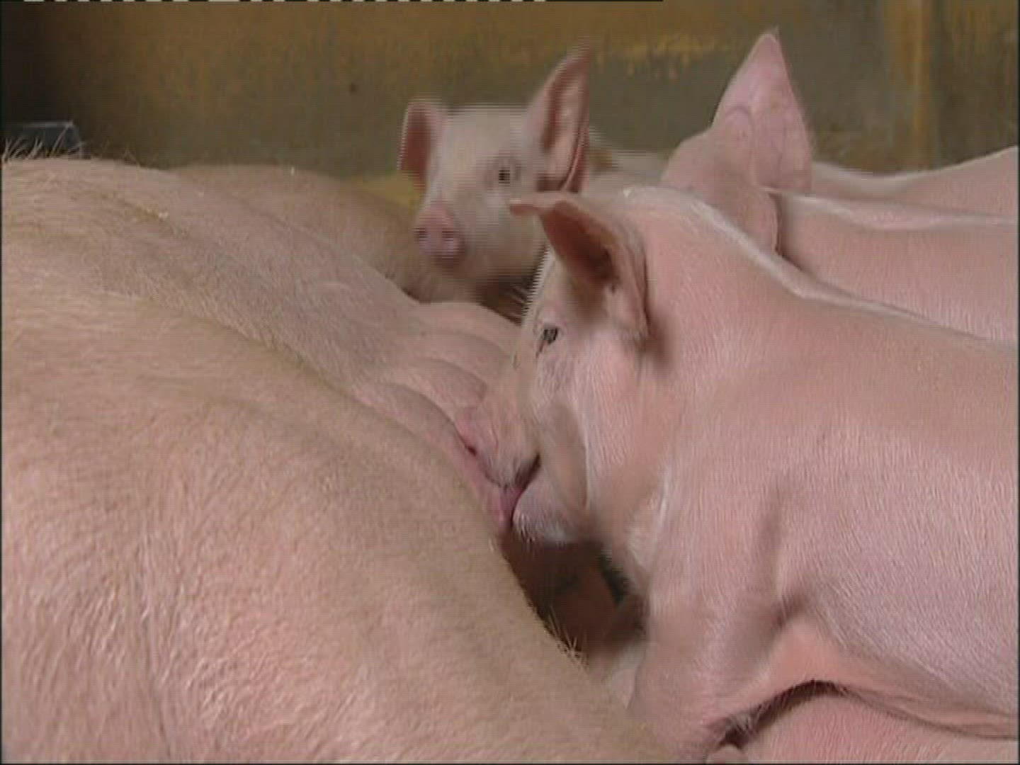 908458550 / Pig / Keeping of Animals / Norway