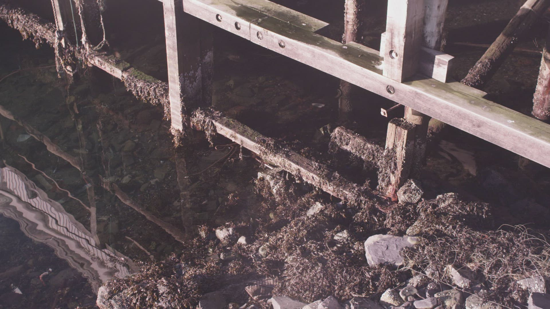 929965557 / Seagrass / Water Plant / Norway